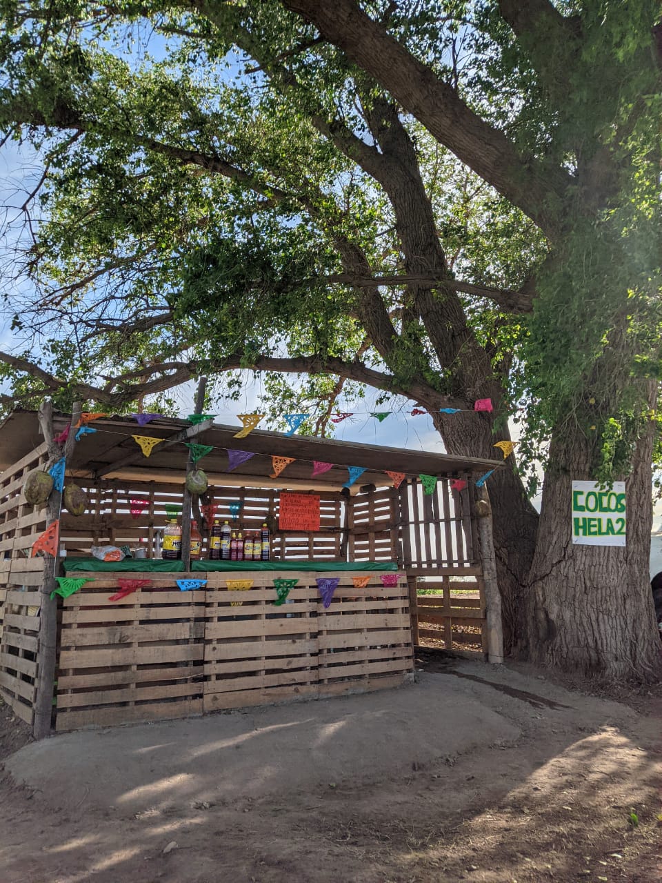 Cocos los weross image 6