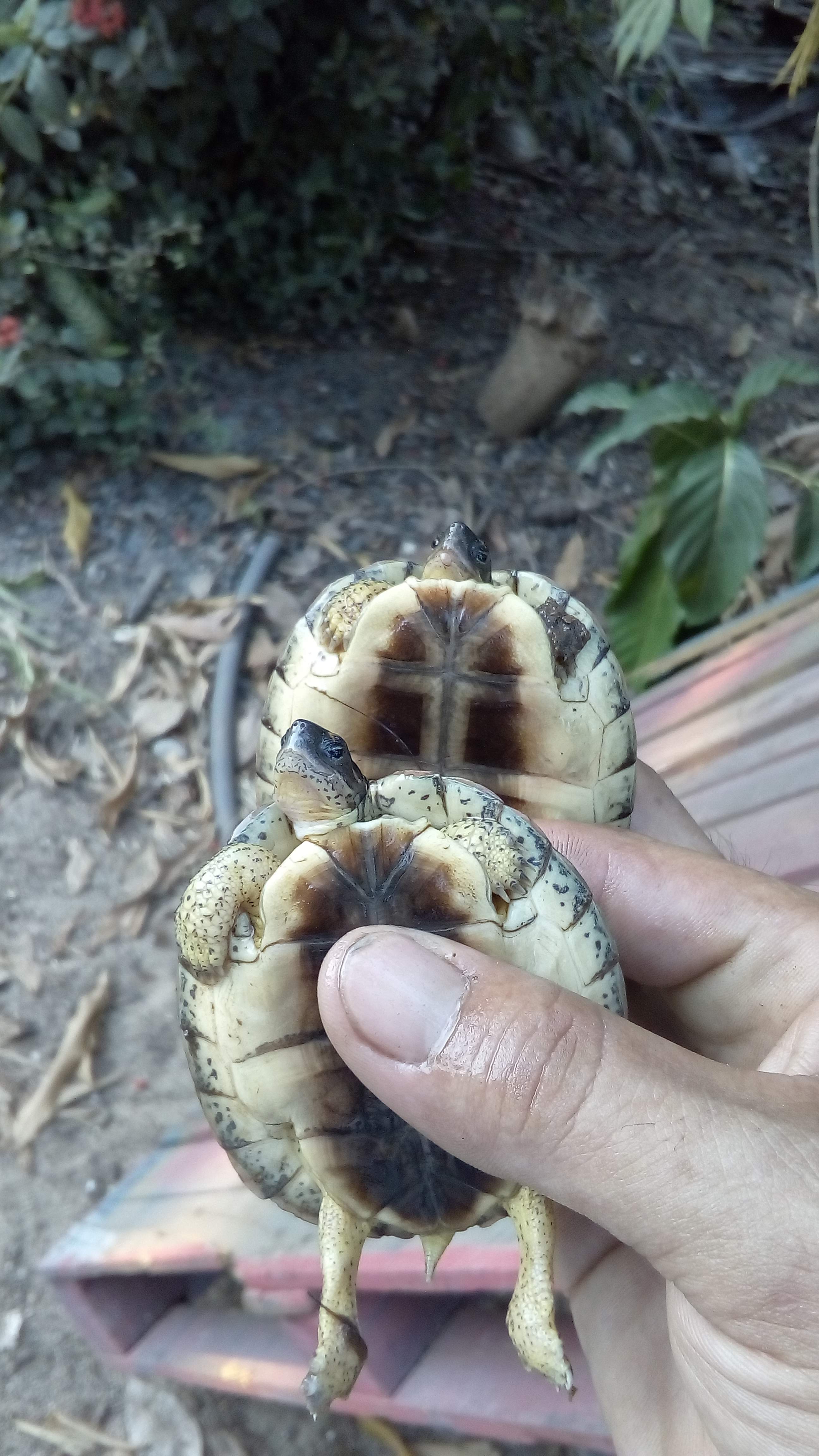 UMA El Arca De Noe image 3