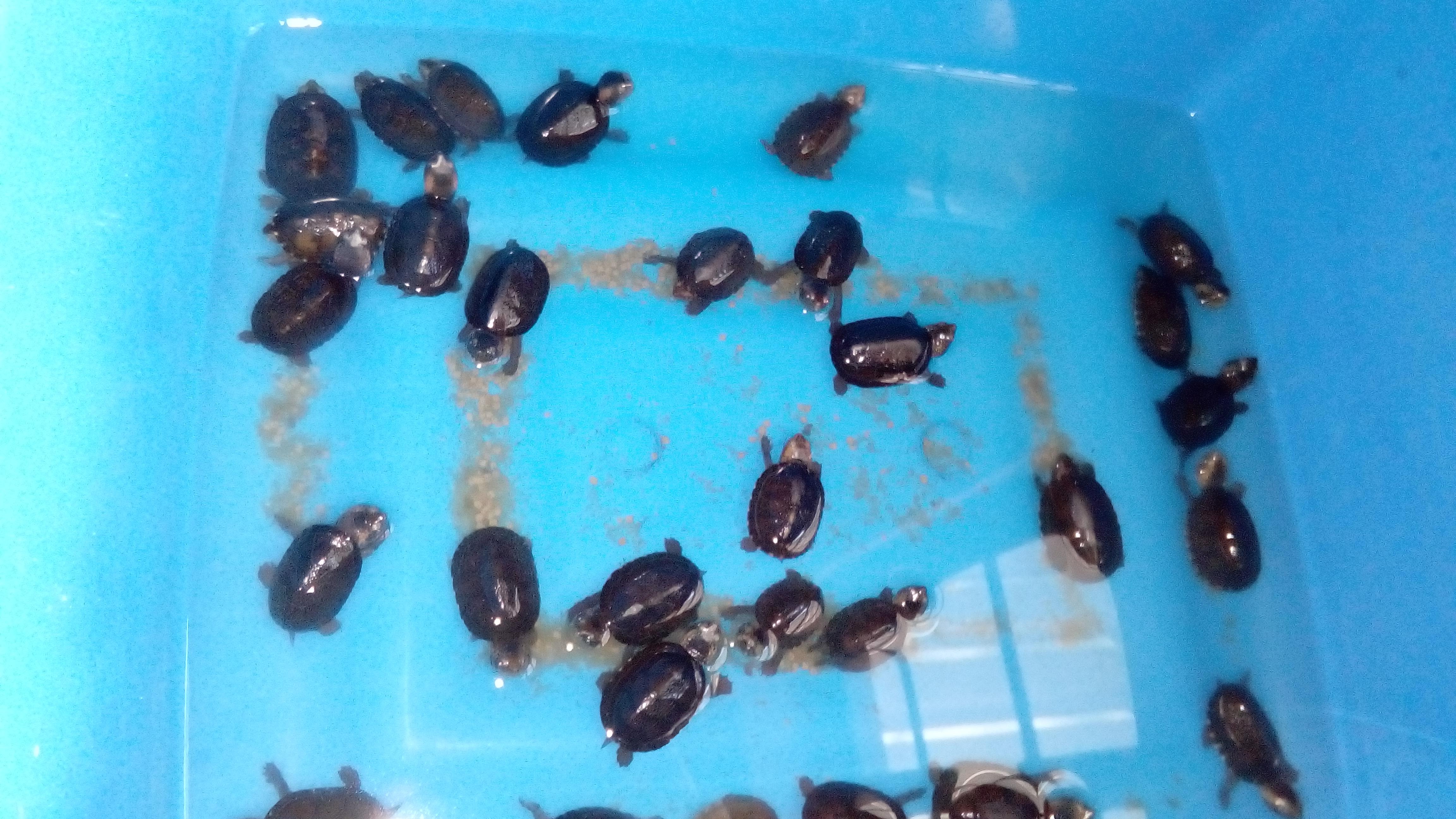 UMA El Arca De Noe image 5