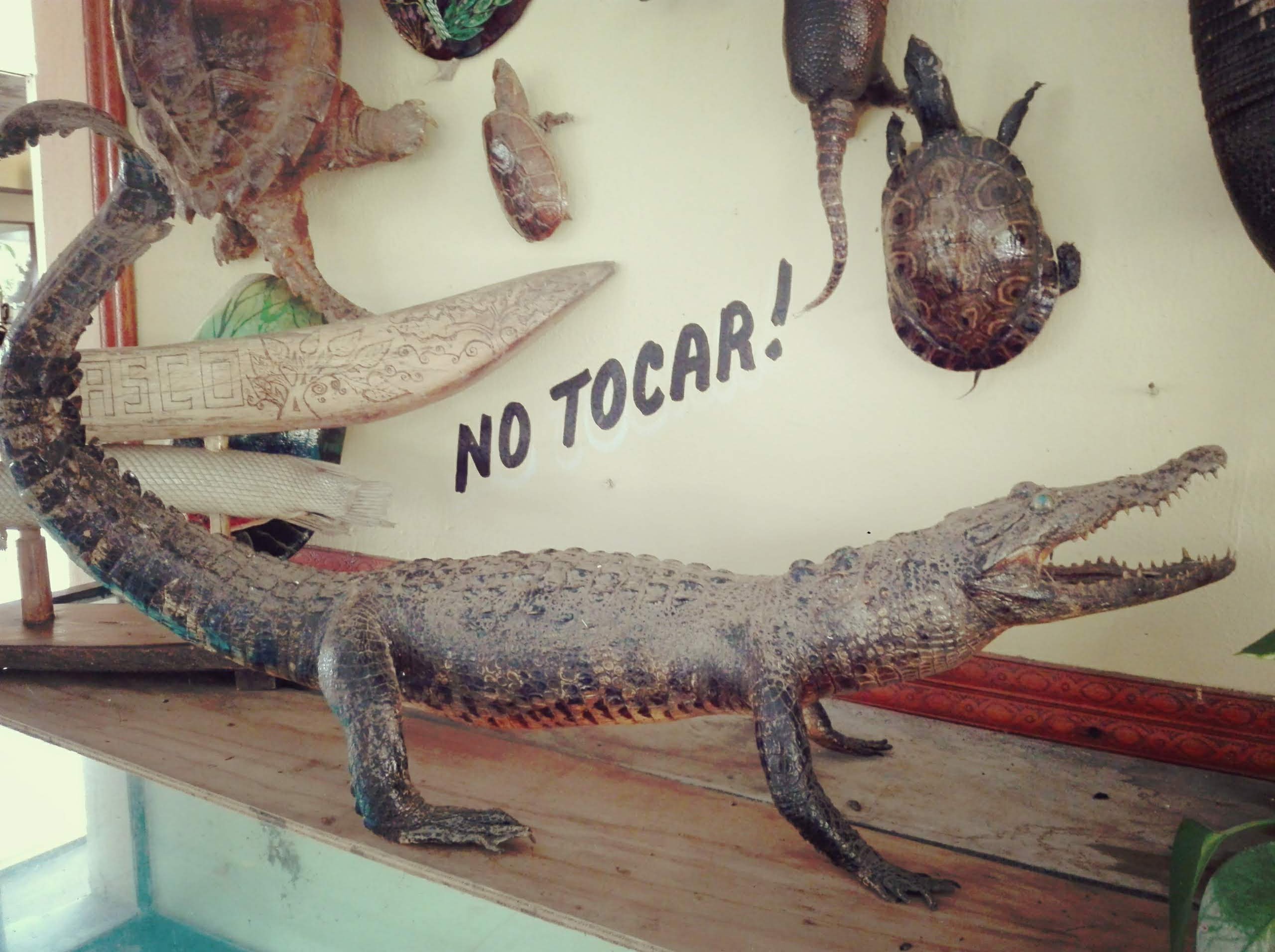 UMA El Arca De Noe image 6