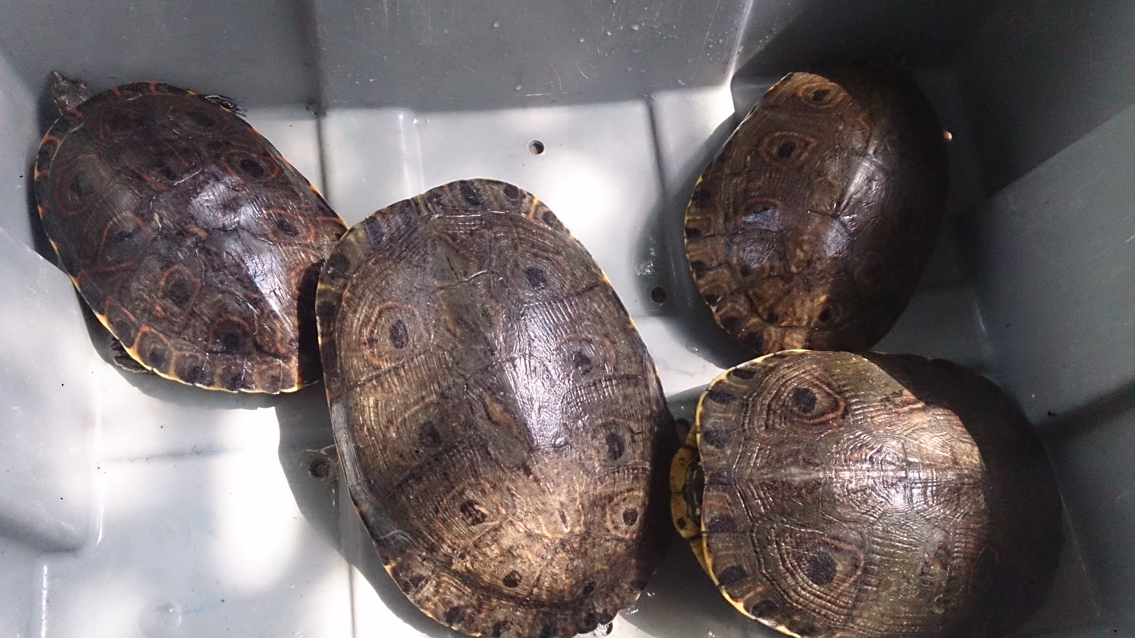 UMA El Arca De Noe image 7