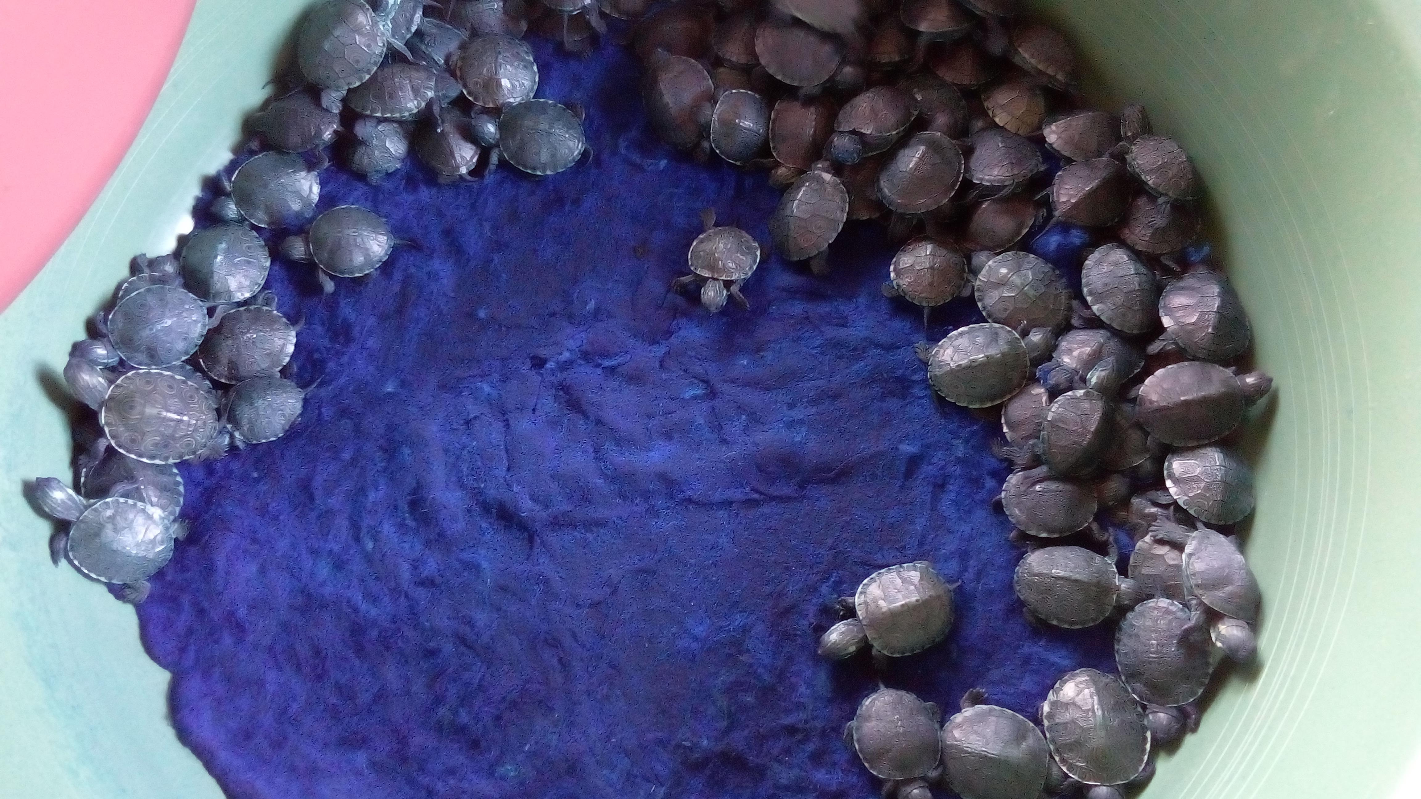 UMA El Arca De Noe image 9