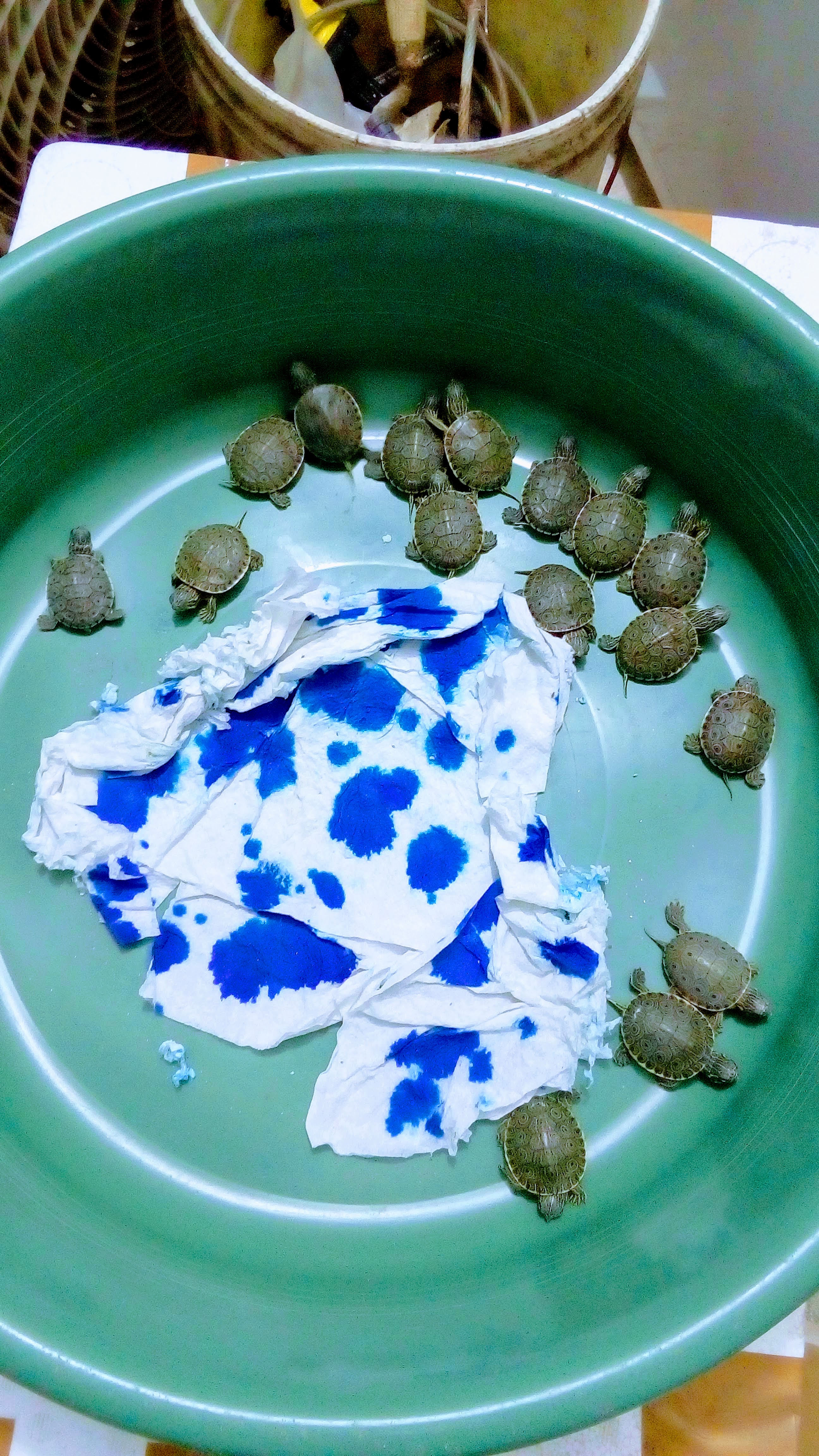 UMA El Arca De Noe image 10