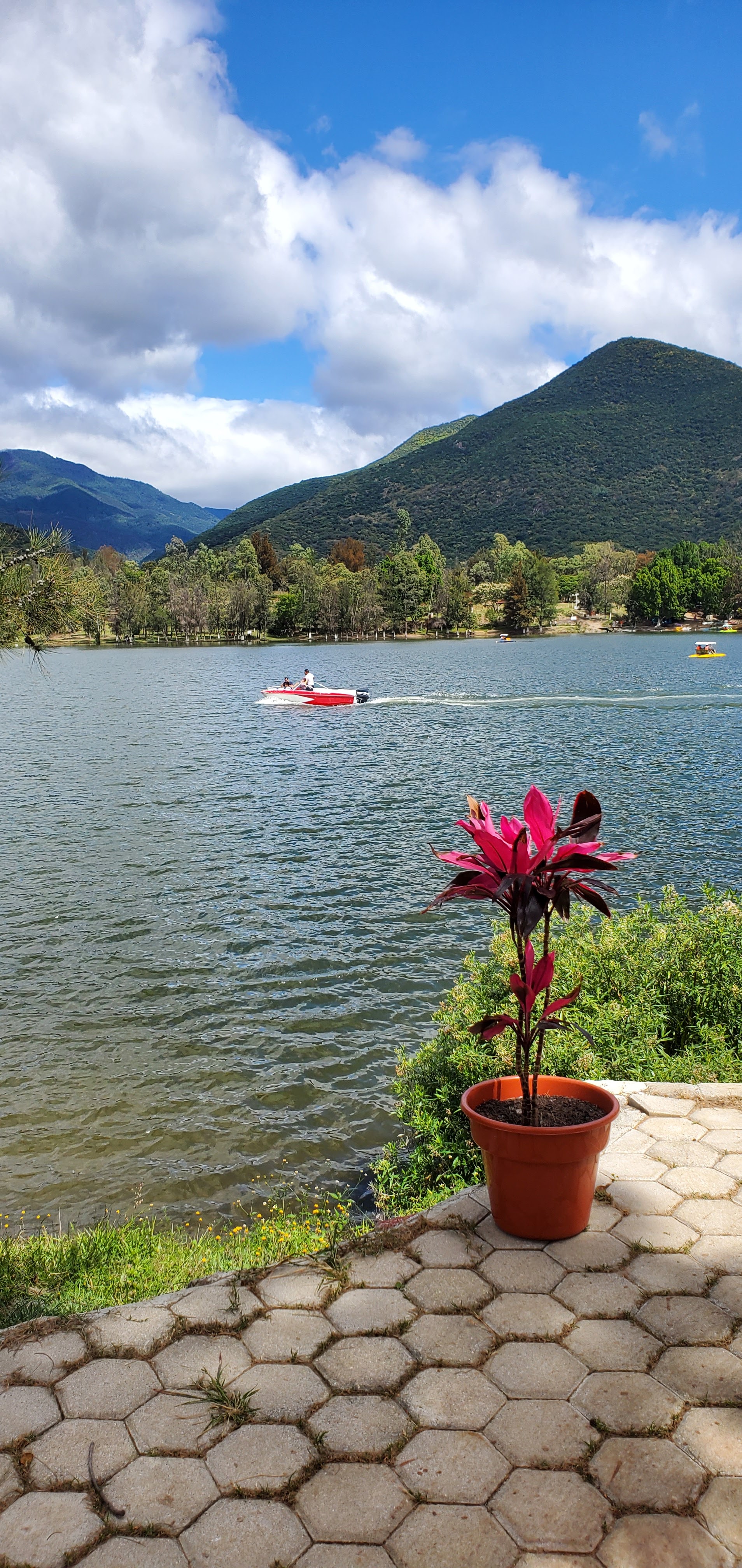 Restaurante los pinos image 2