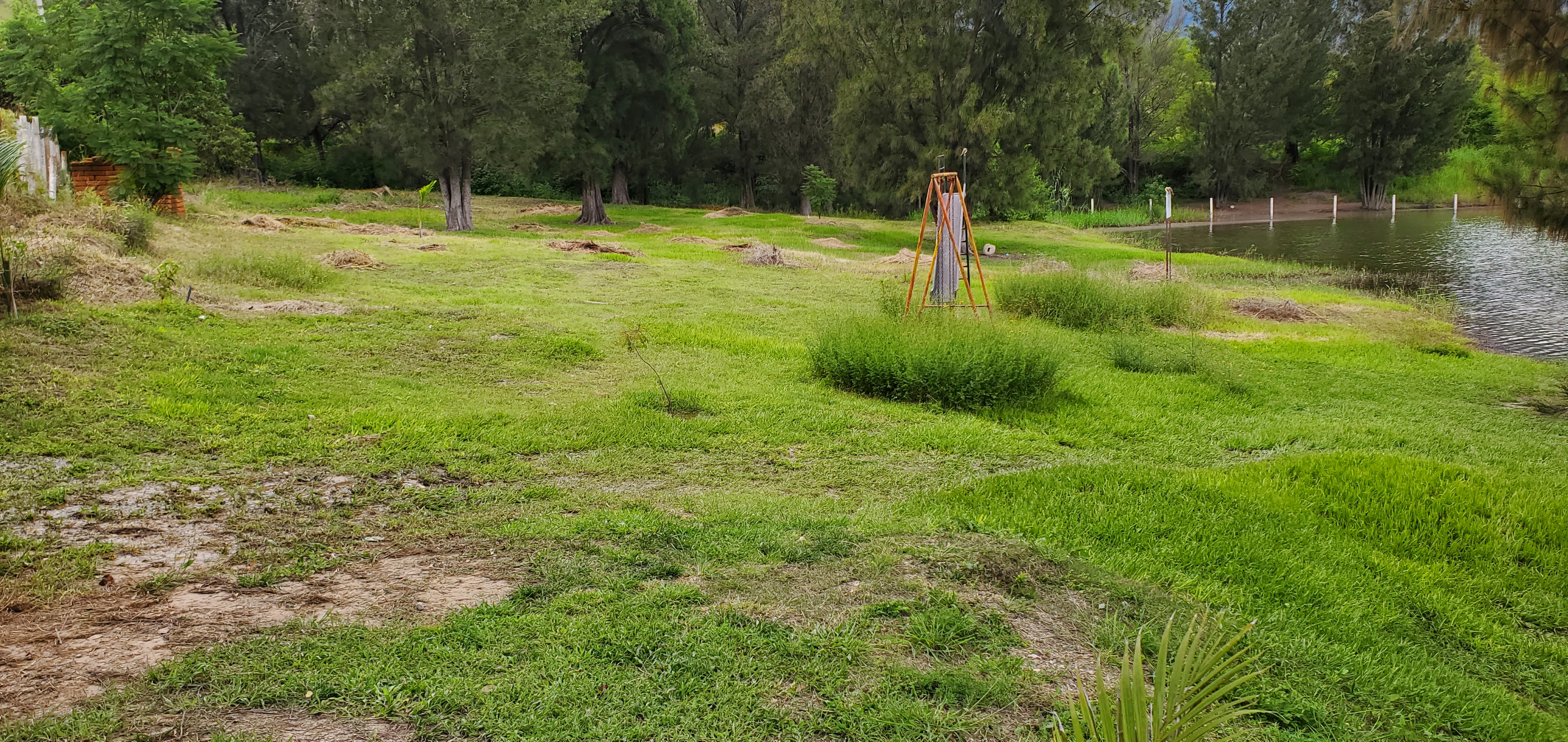 Restaurante los pinos image 9