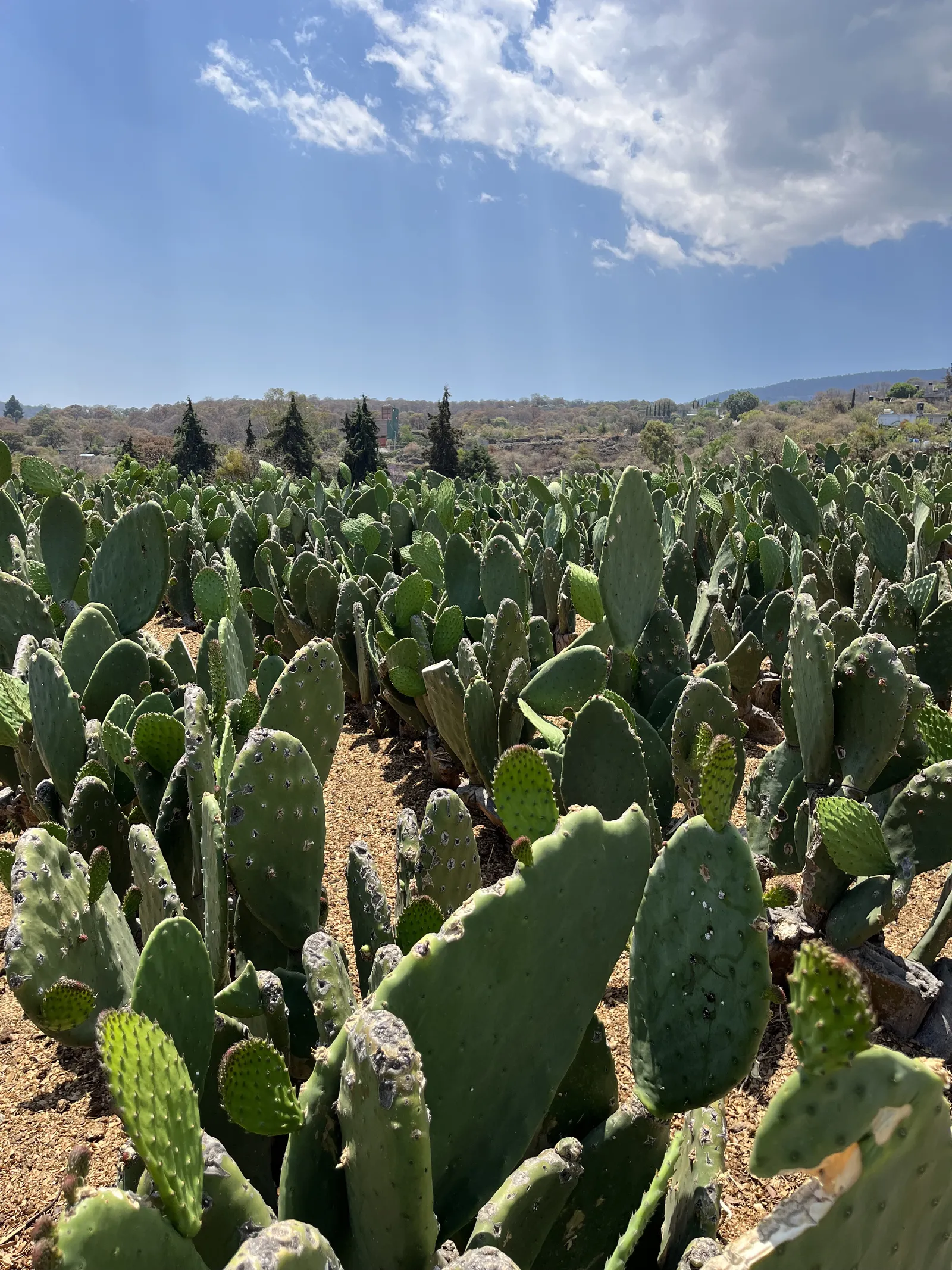 La ruta de la milpa. image 6