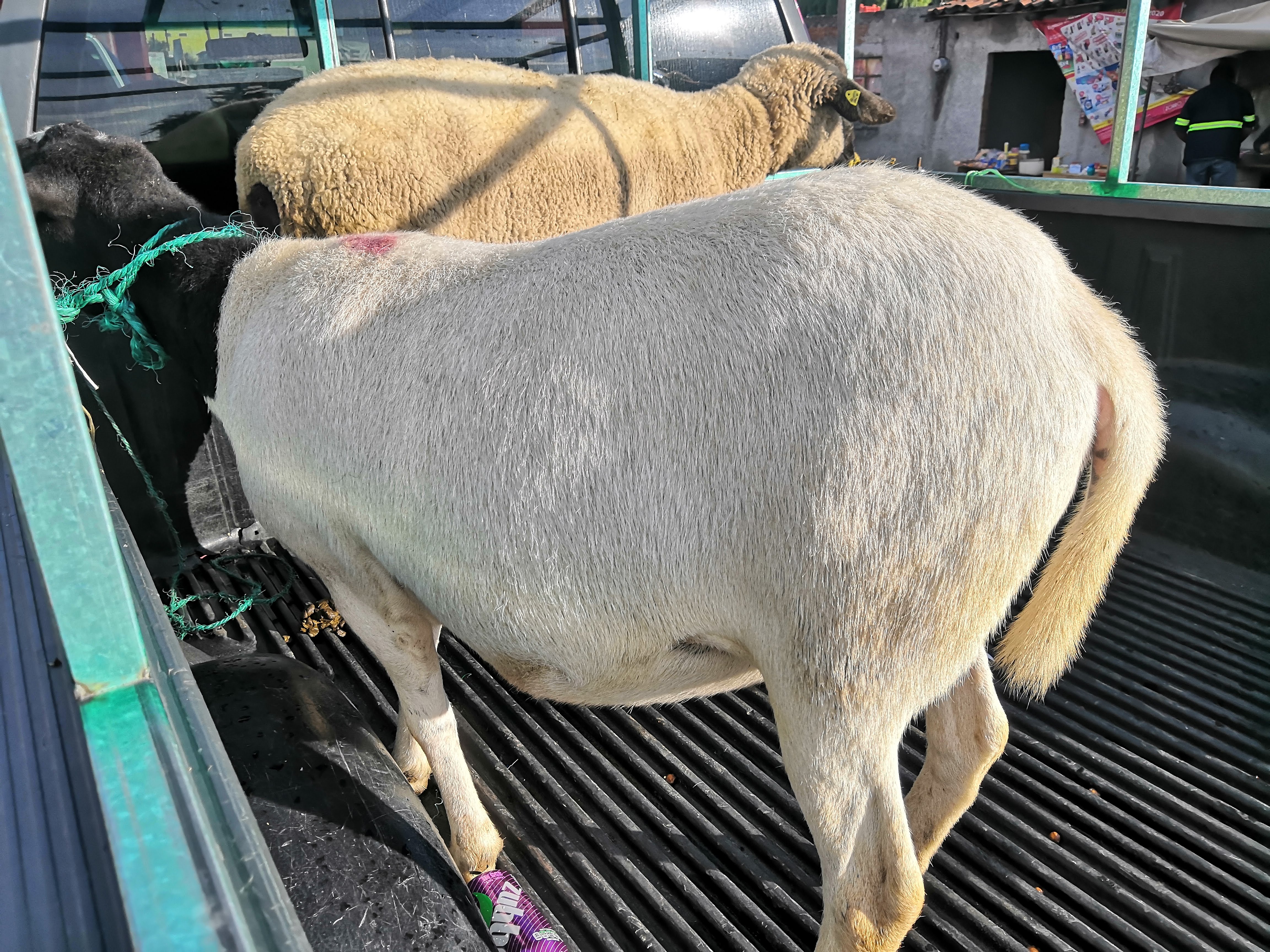 Barbacoa "el borreguito feliz" image 2