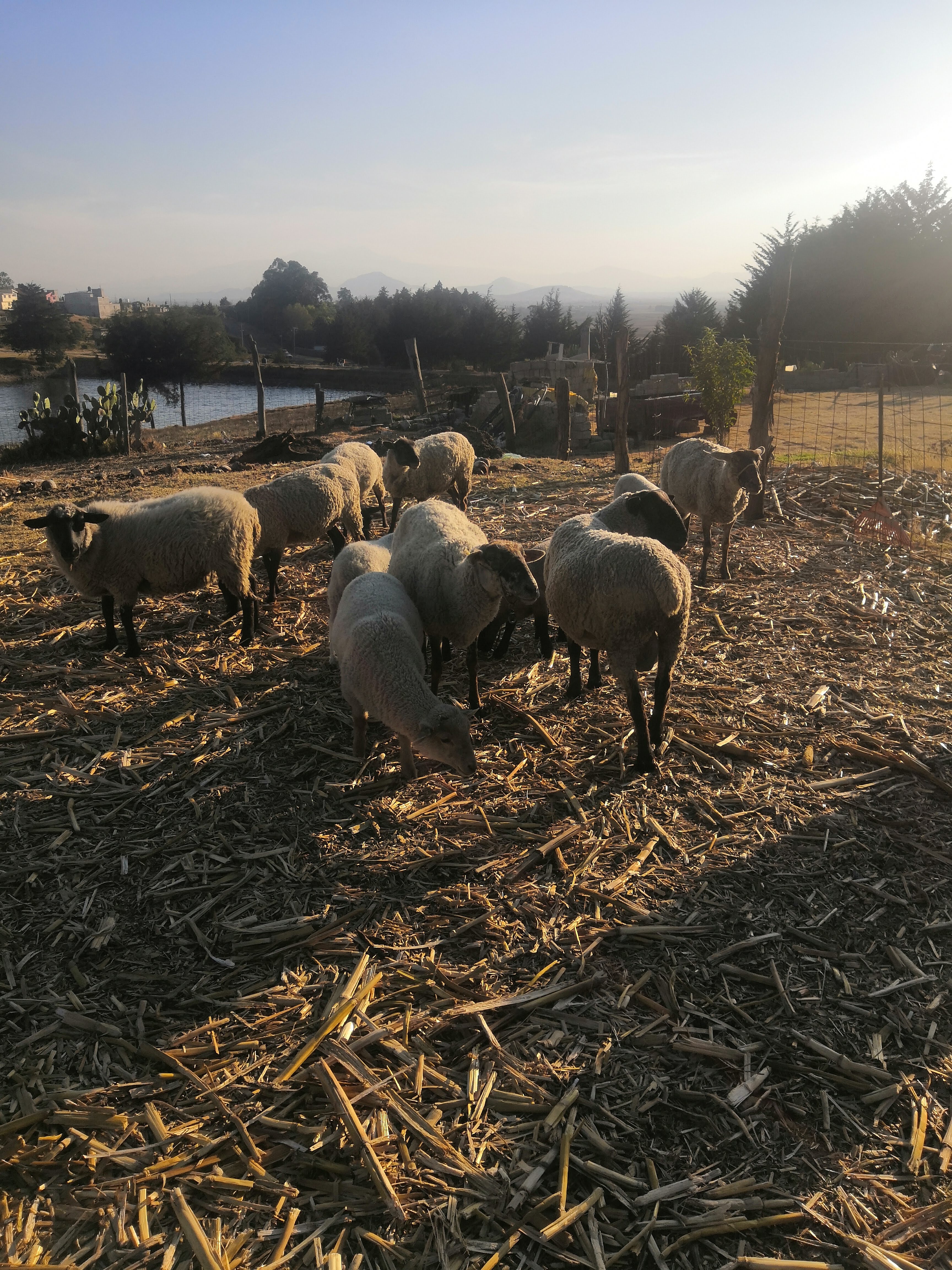 Barbacoa "el borreguito feliz" image 3