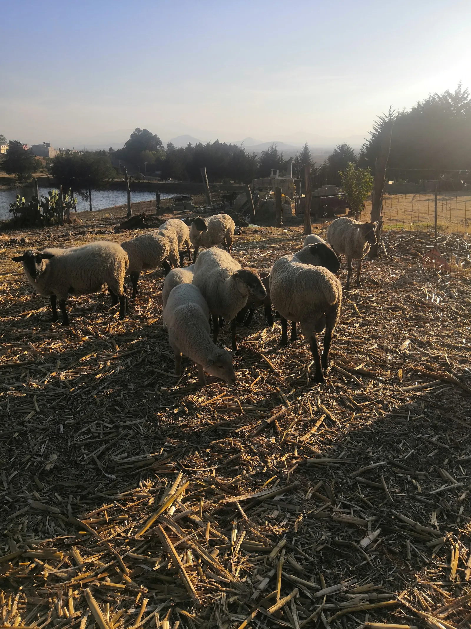 Barbacoa "el borreguito feliz" image 3