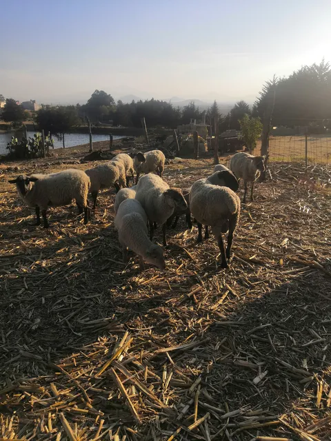 Barbacoa "el borreguito feliz" image 3