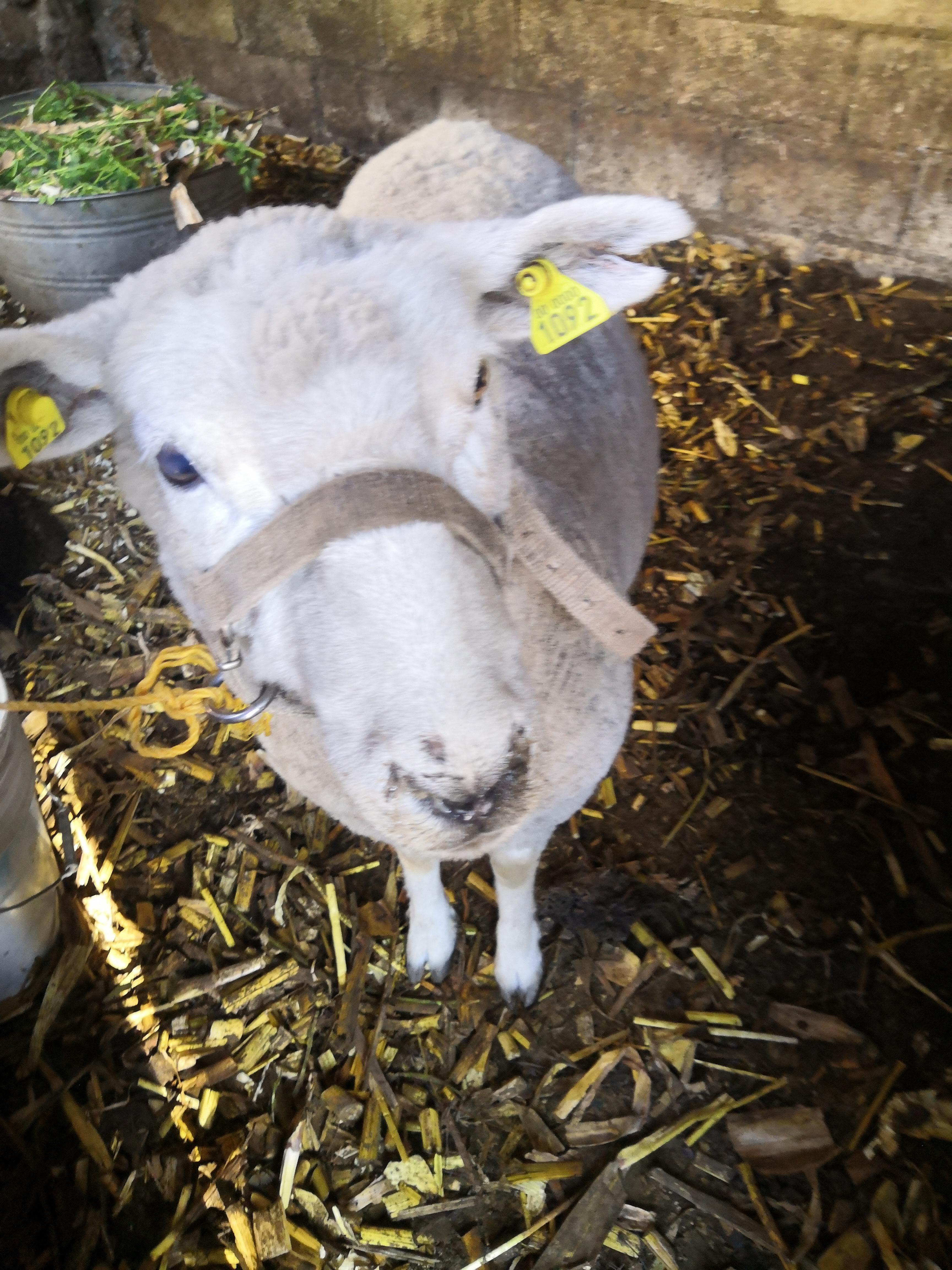 Barbacoa "el borreguito feliz" image 5