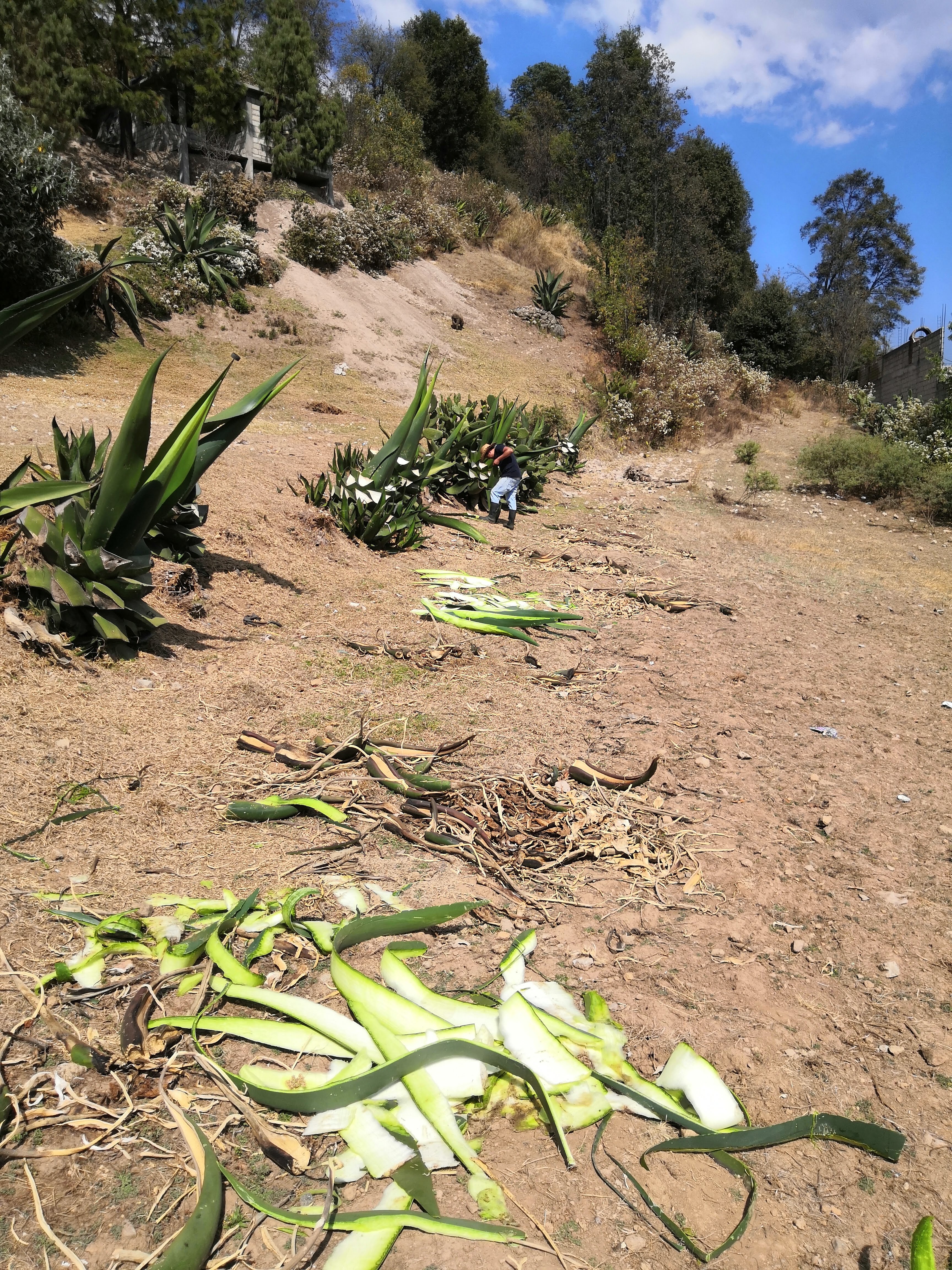 Barbacoa "el borreguito feliz" image 6