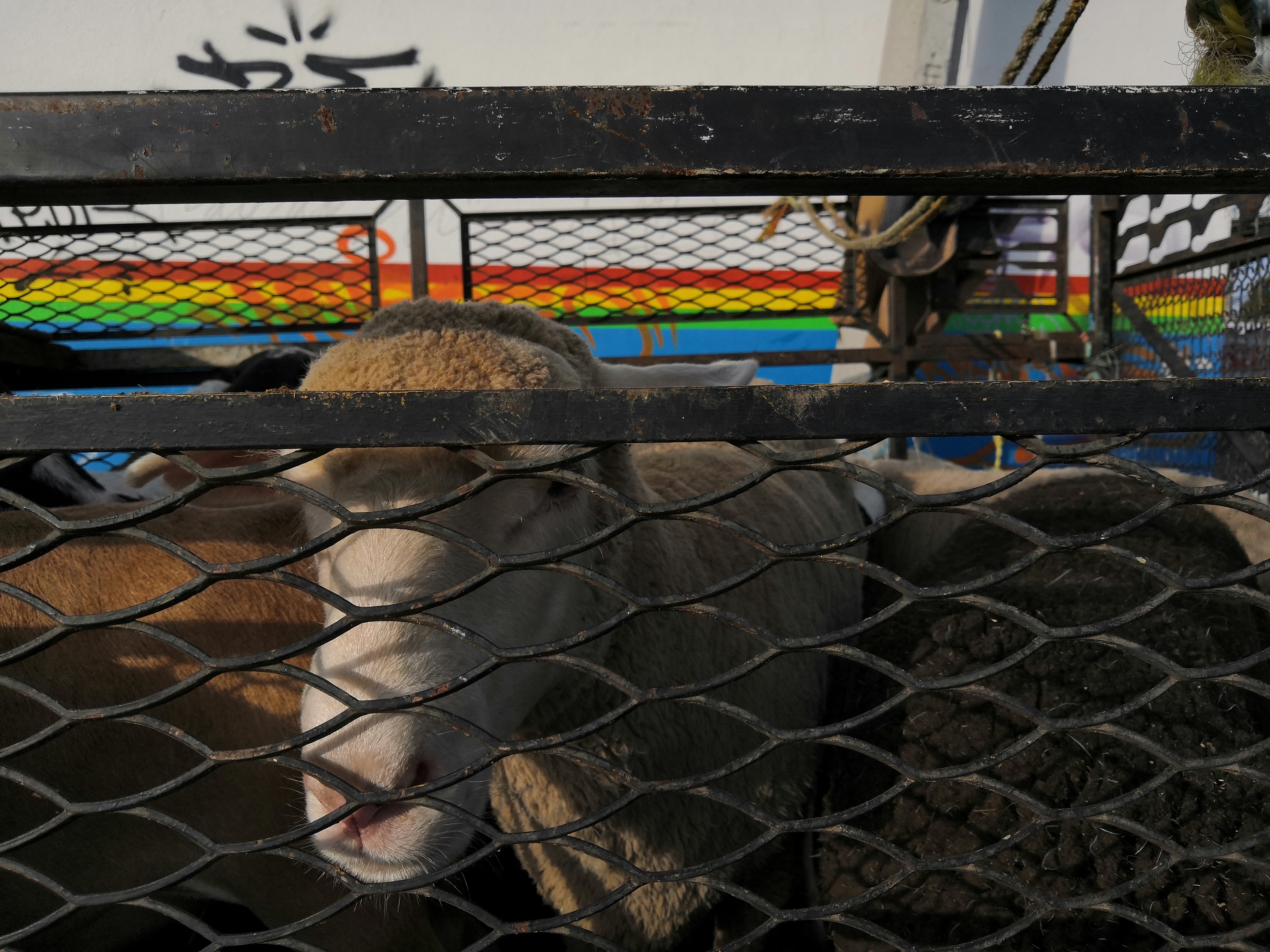 Barbacoa "el borreguito feliz" image 8