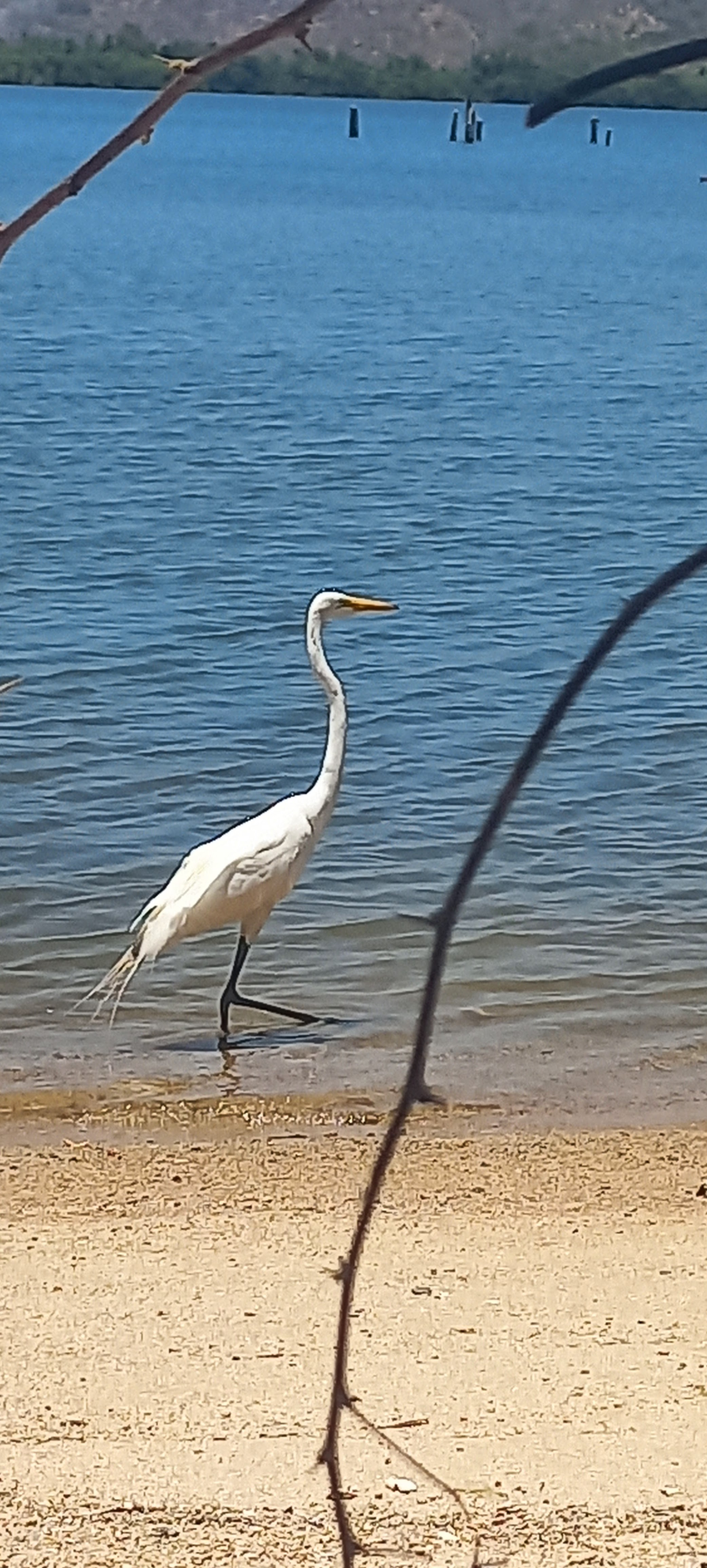 Restaurant Fortino's image 9