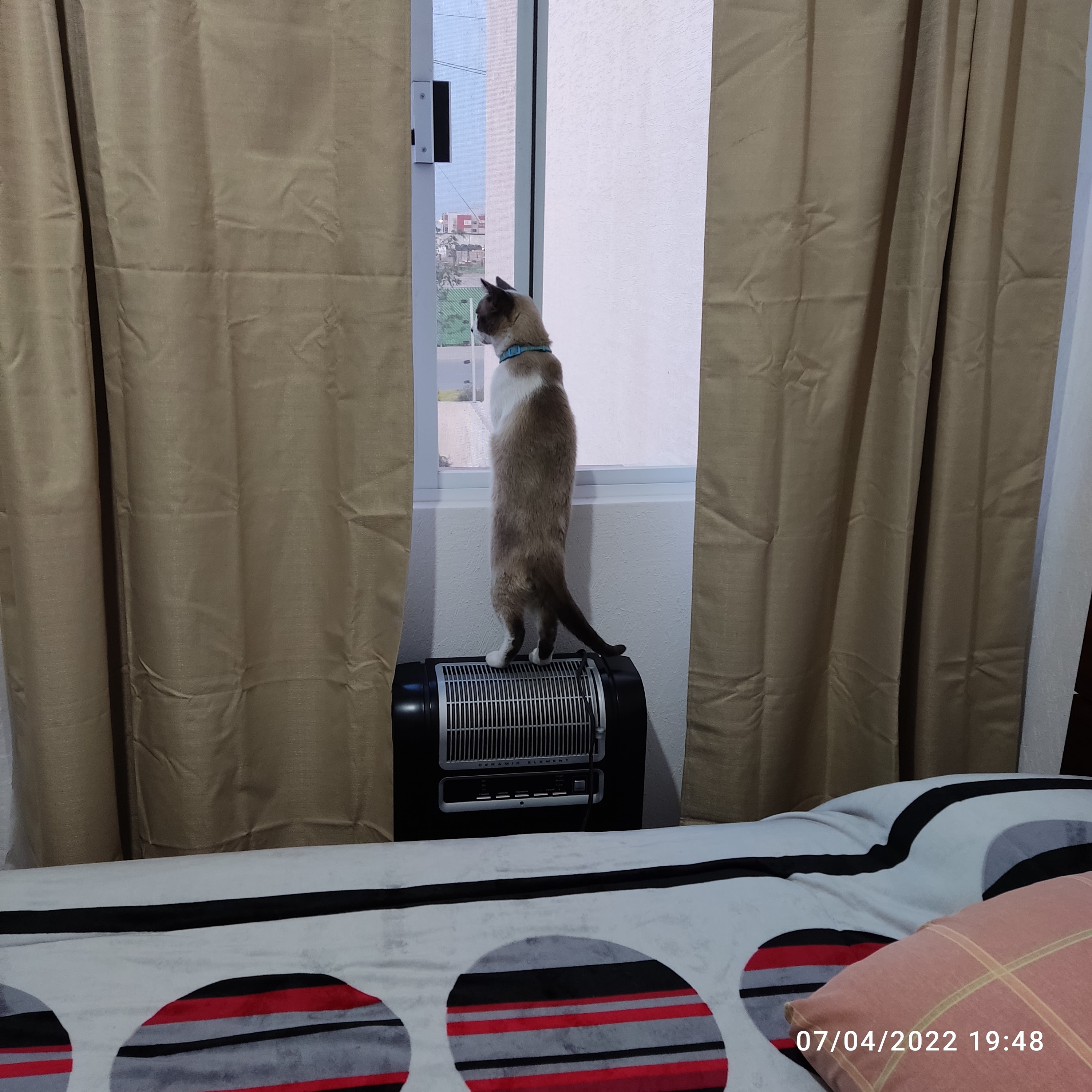 Papas mixtas & burguer image 10