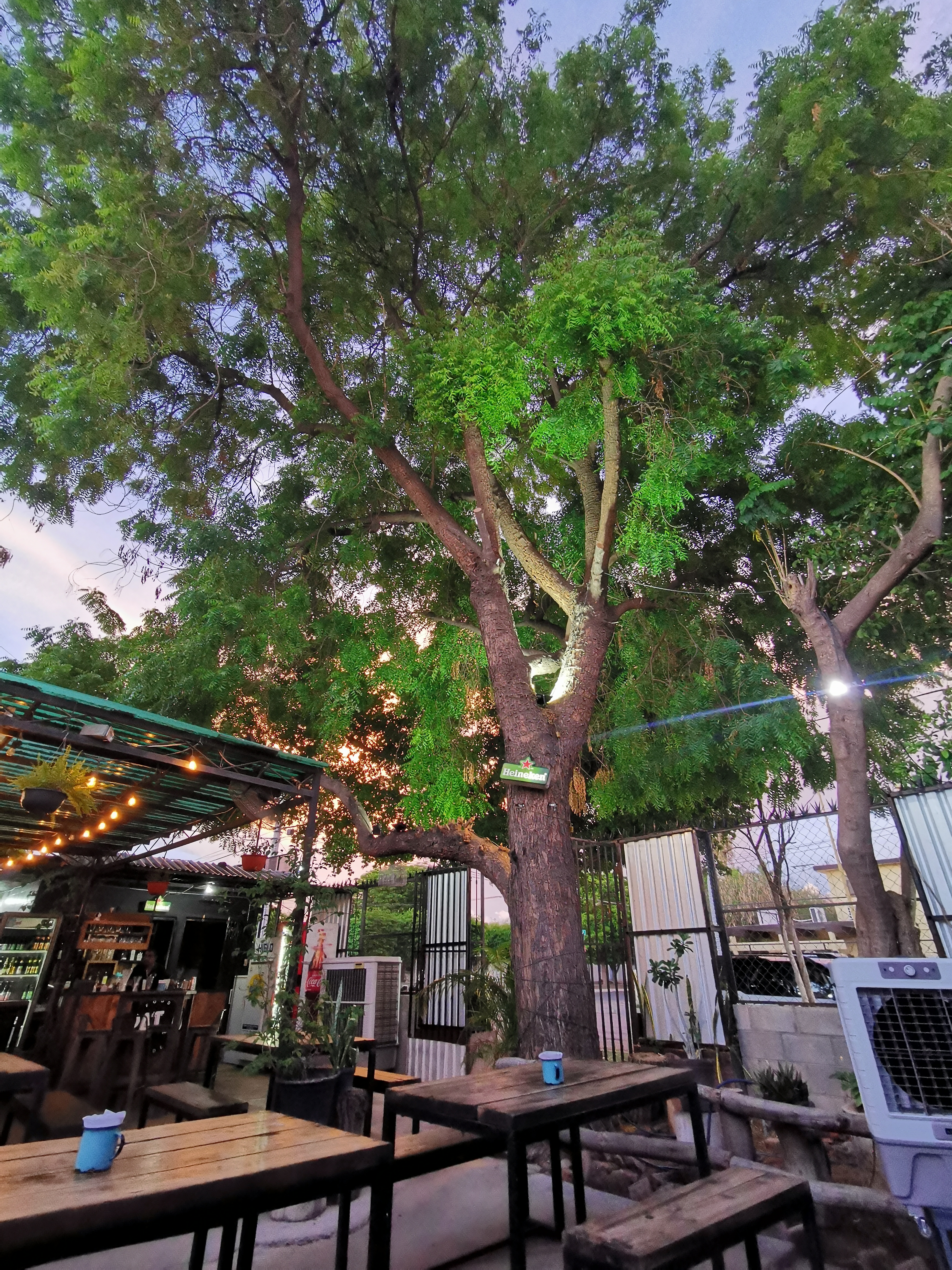 Patio Food Garden image 4