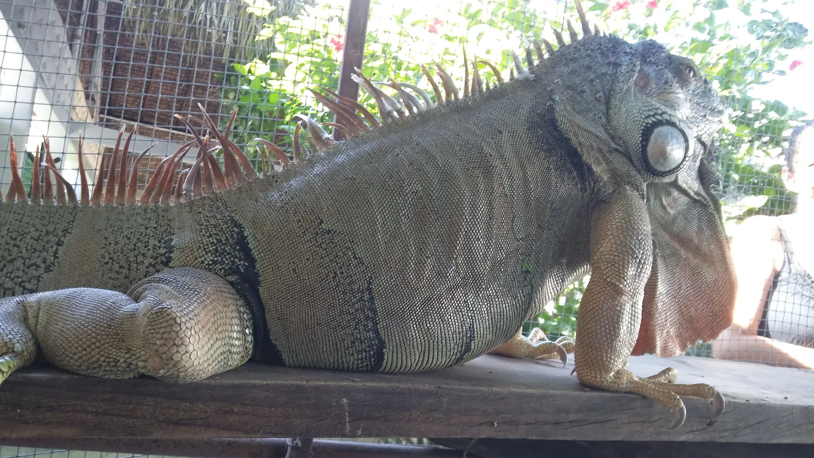 Restaurante Campestre "LA IGUANA LOCA" image 10