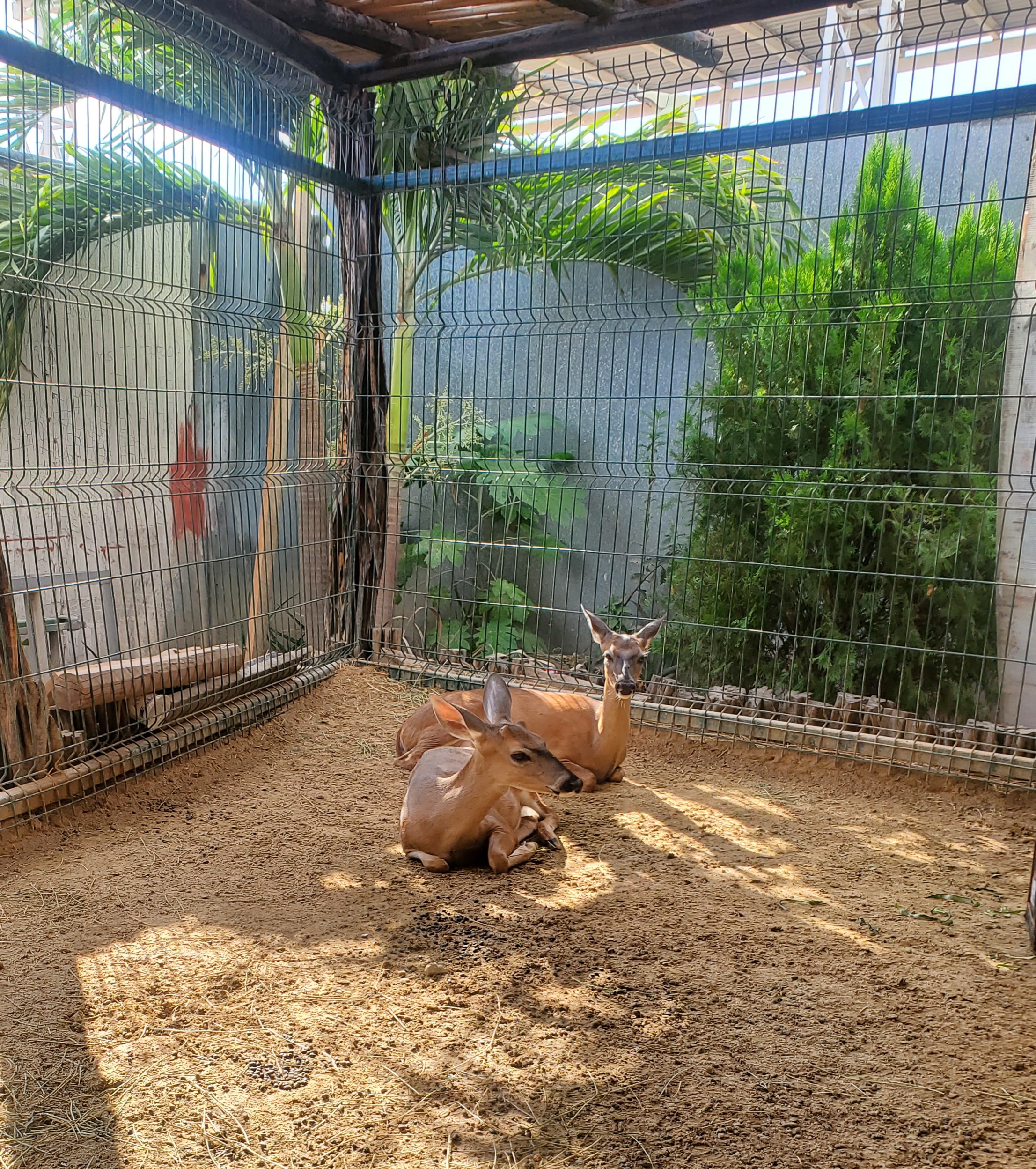 Restaurante-Taqueria Compa Layo image 7