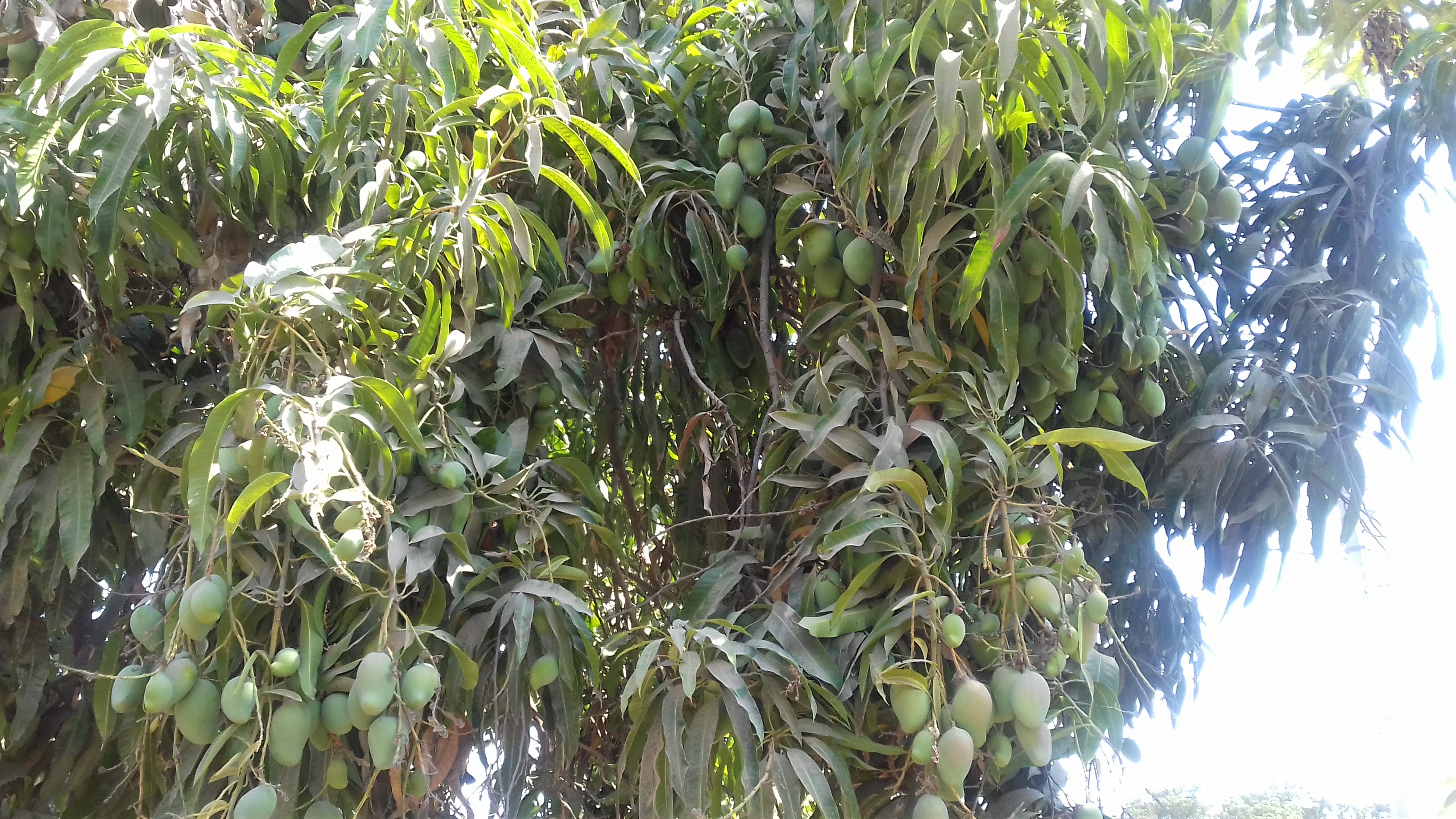 La Villita Restaurante image 6