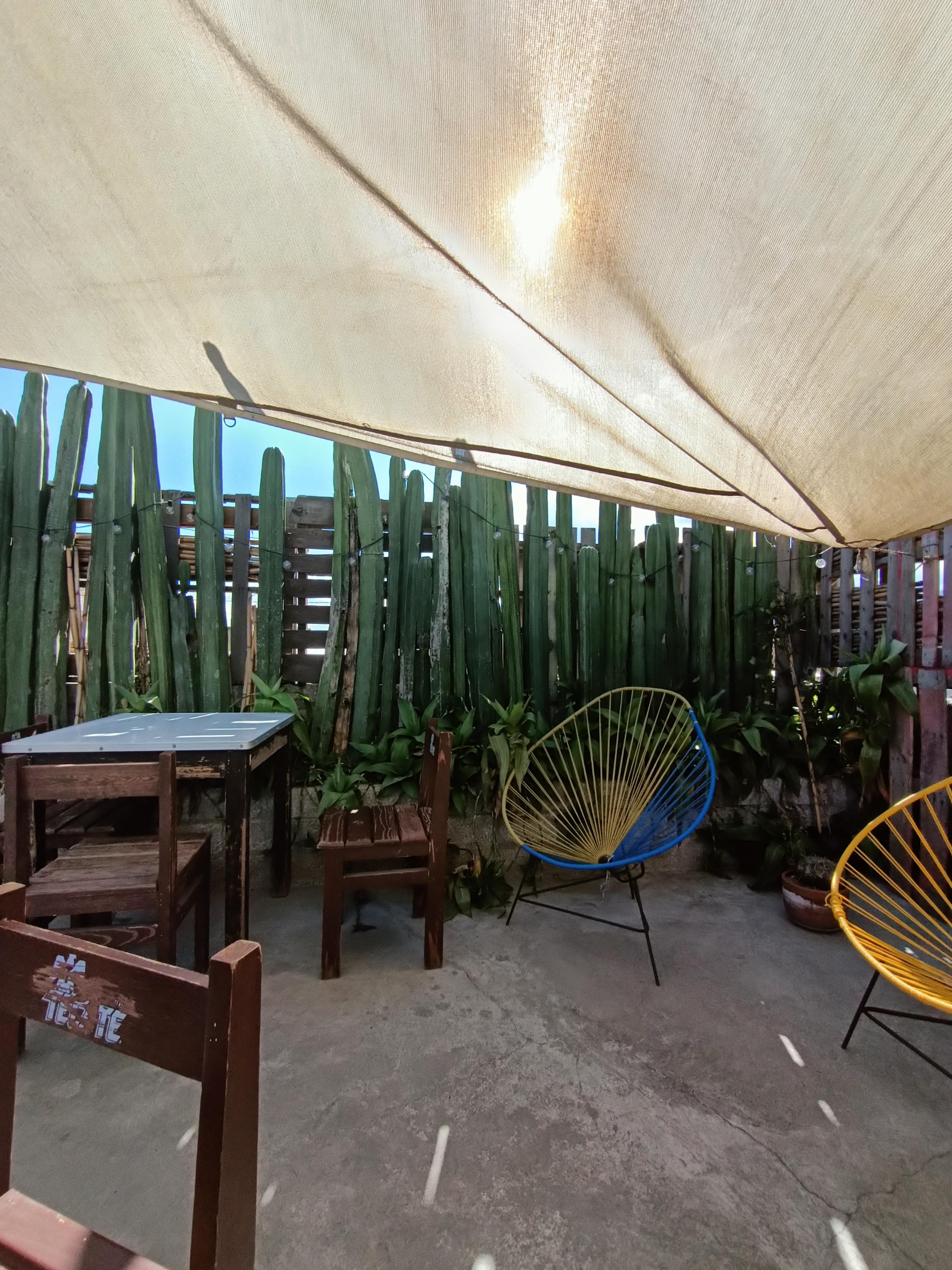 "El Pirul" 1976 image 8