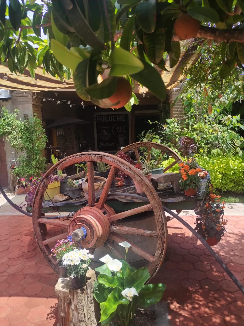 La Soltequita image 3