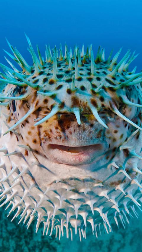 Rafa's Tacos image 5