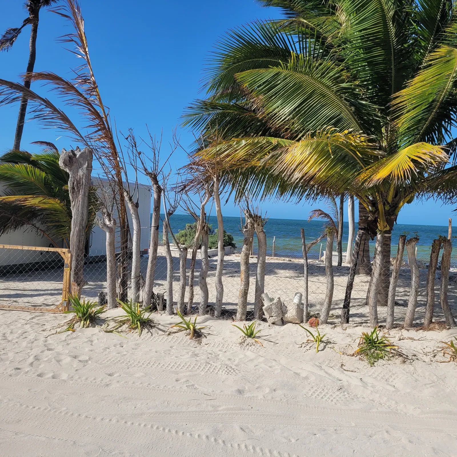 Restaurante "La Palapa" image 10