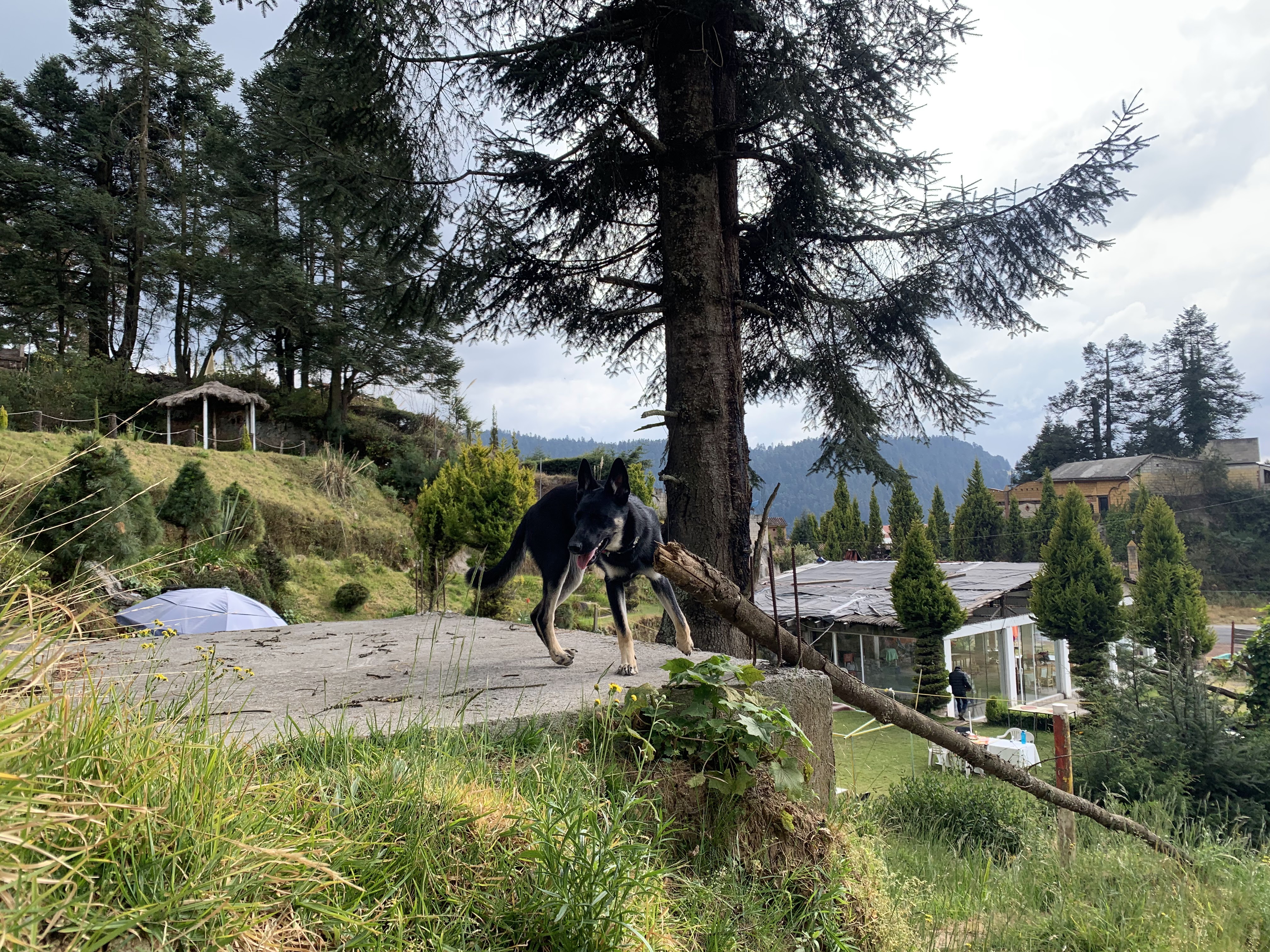 "Restaurante La Fogata" image 5