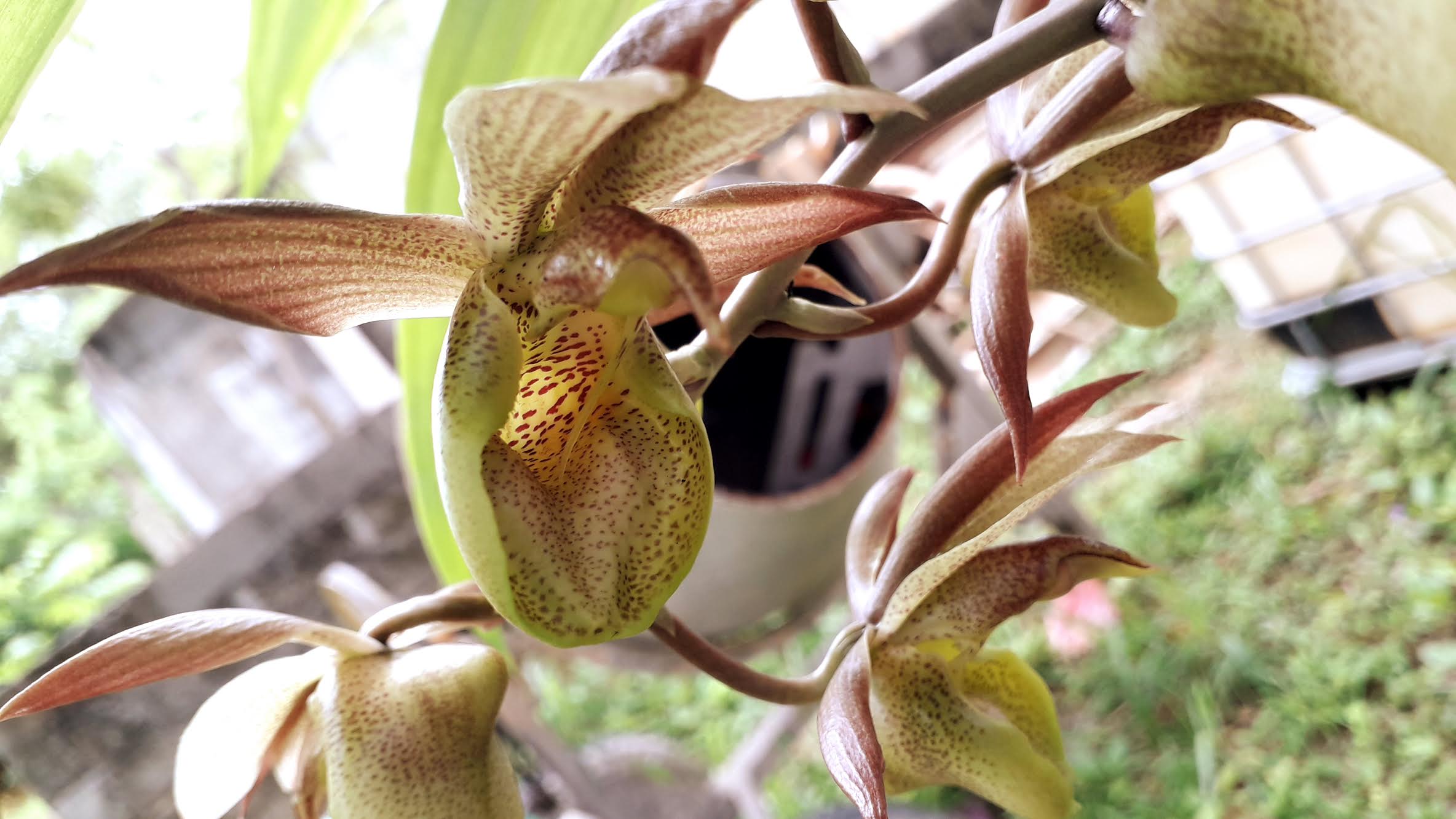 El capitan Restaurante y Salón de Eventos image 5