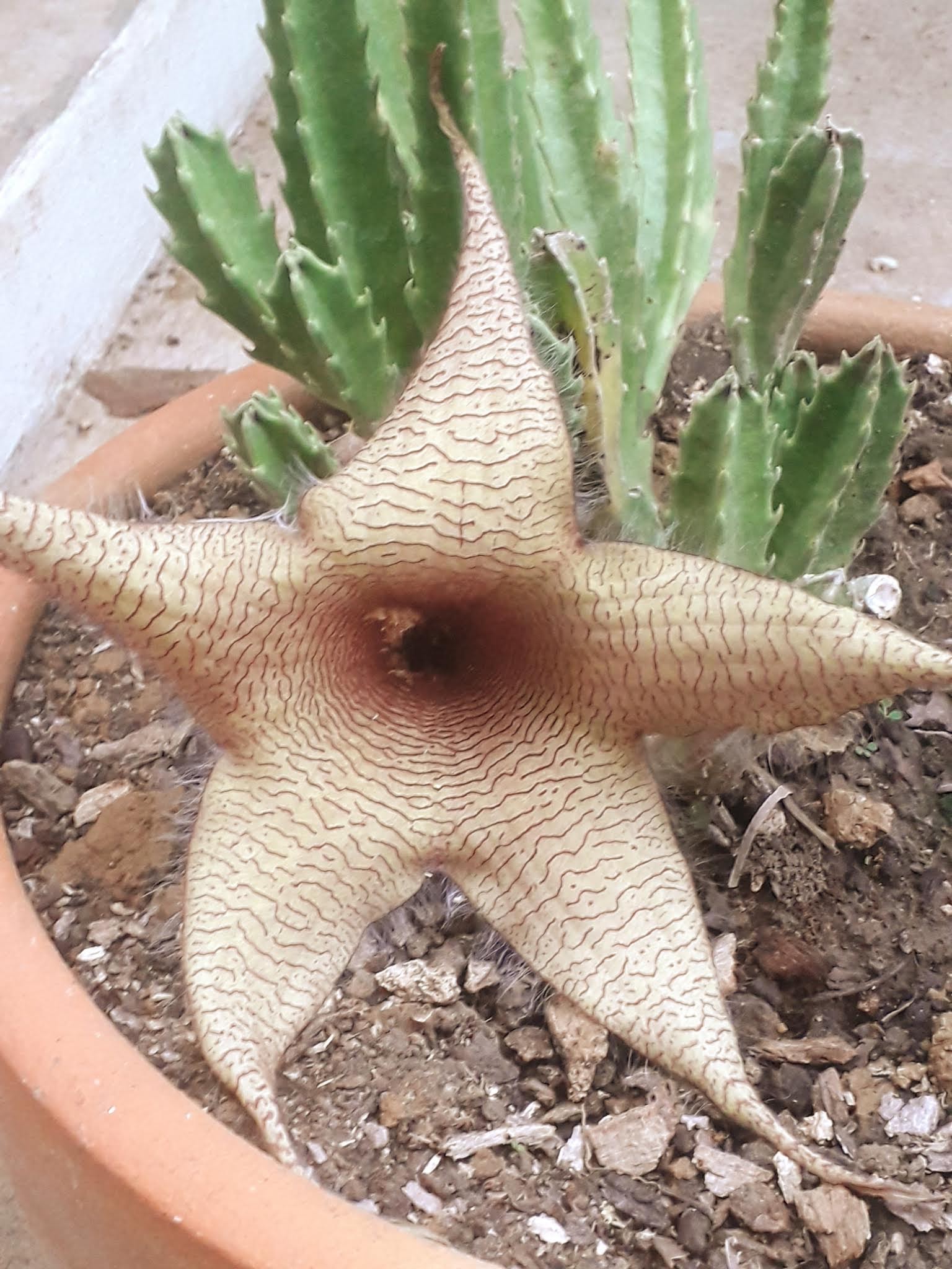 El capitan Restaurante y Salón de Eventos image 7