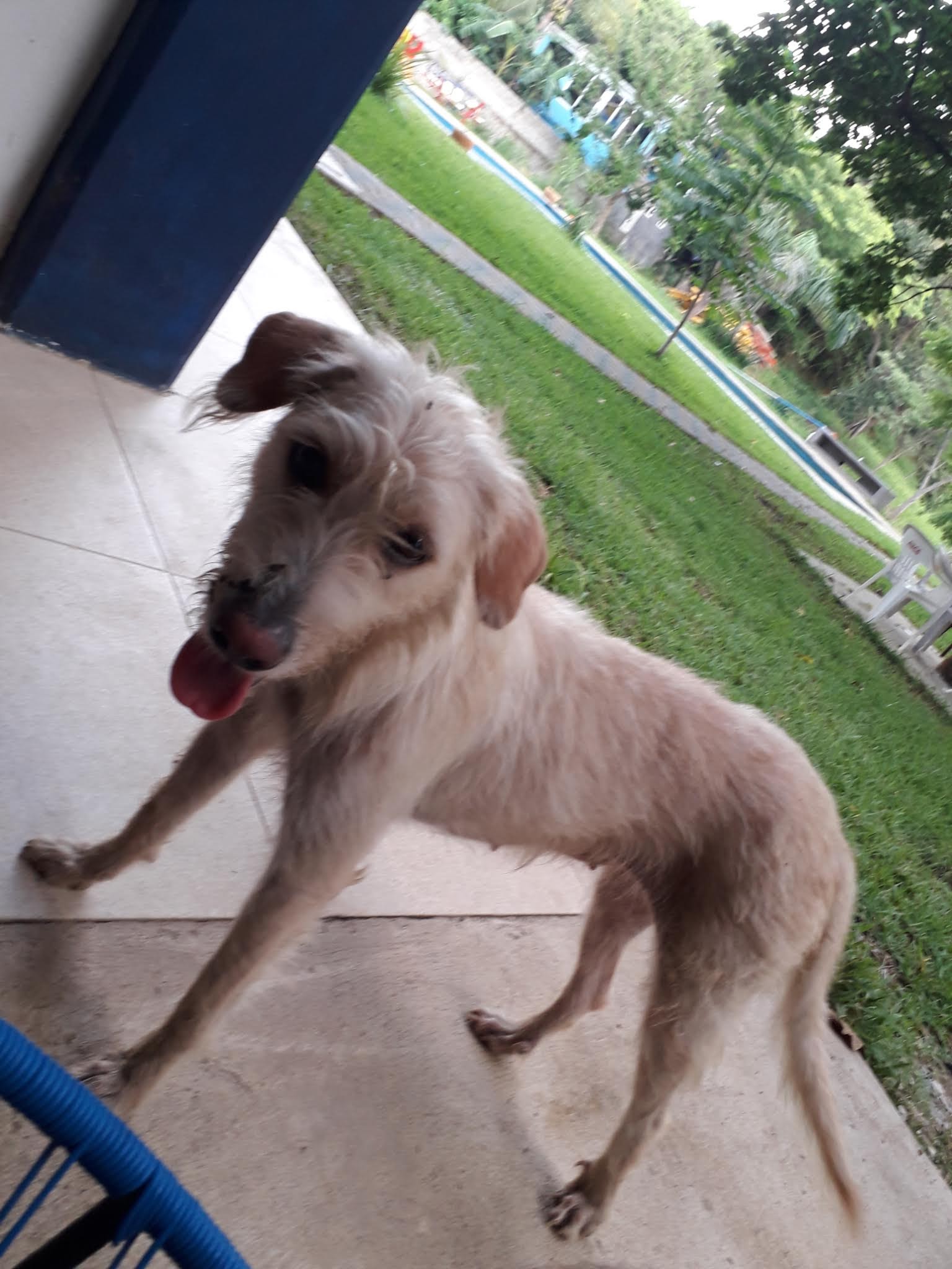 El capitan Restaurante y Salón de Eventos image 8