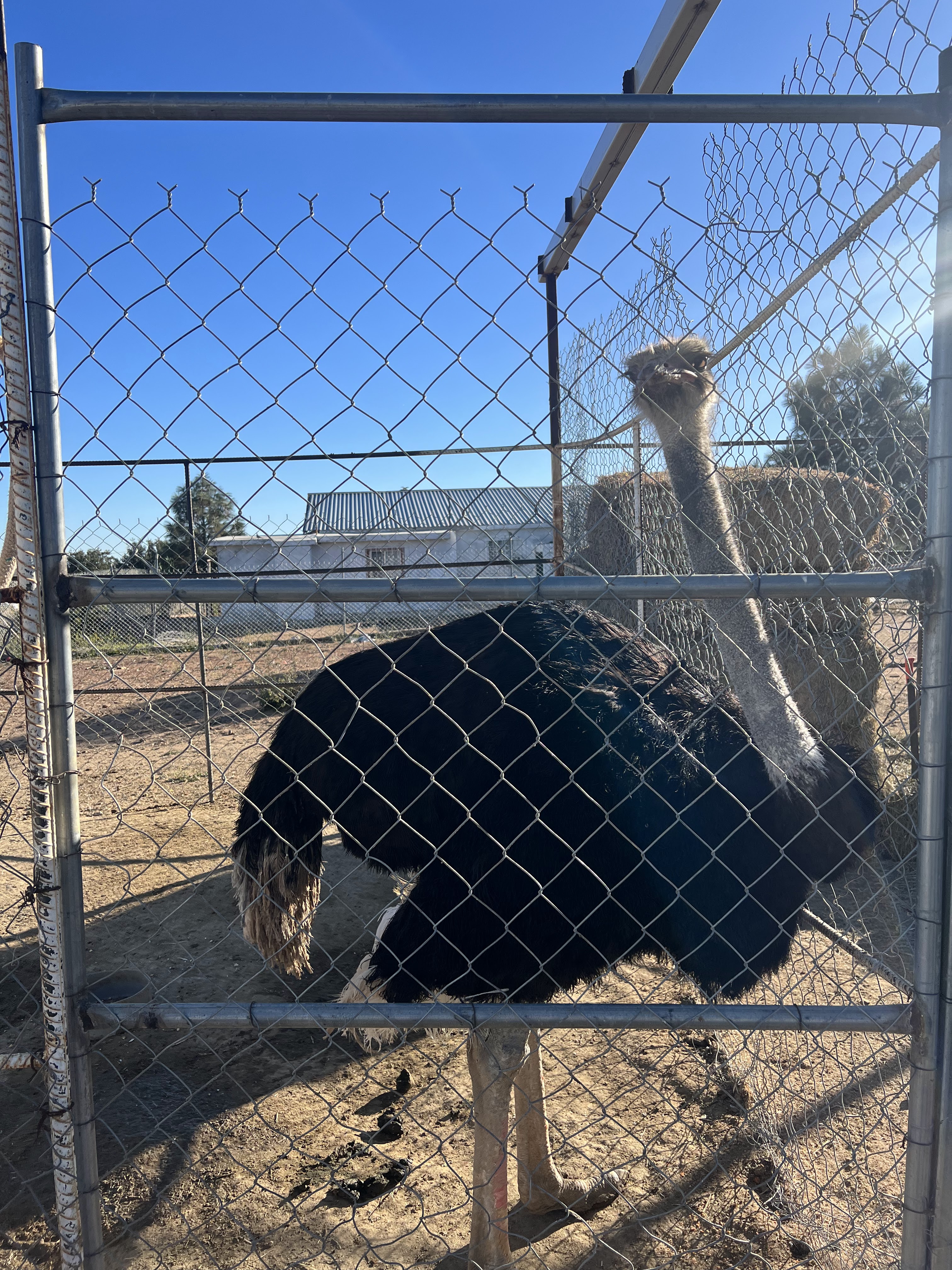 La granja del Tío juan image 4