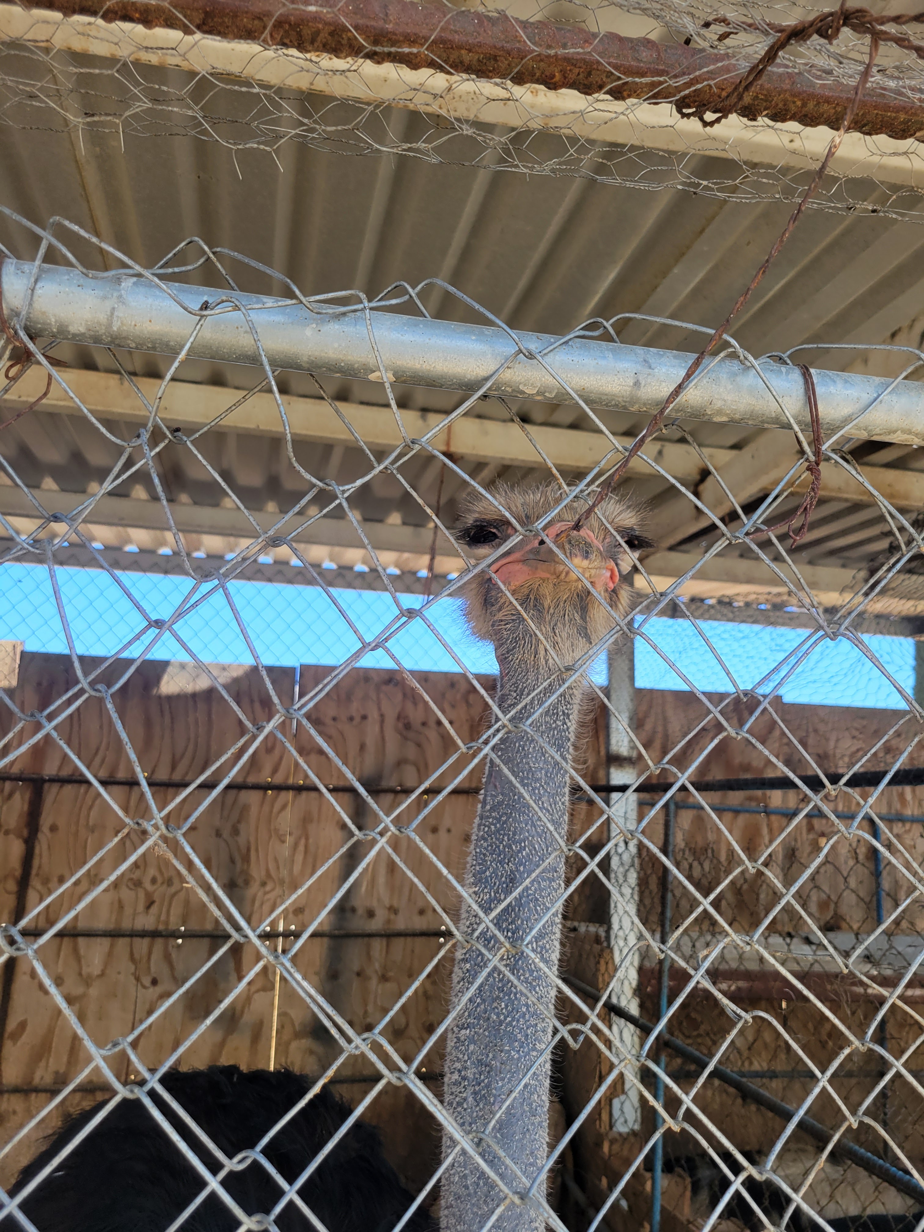 La granja del Tío juan image 6