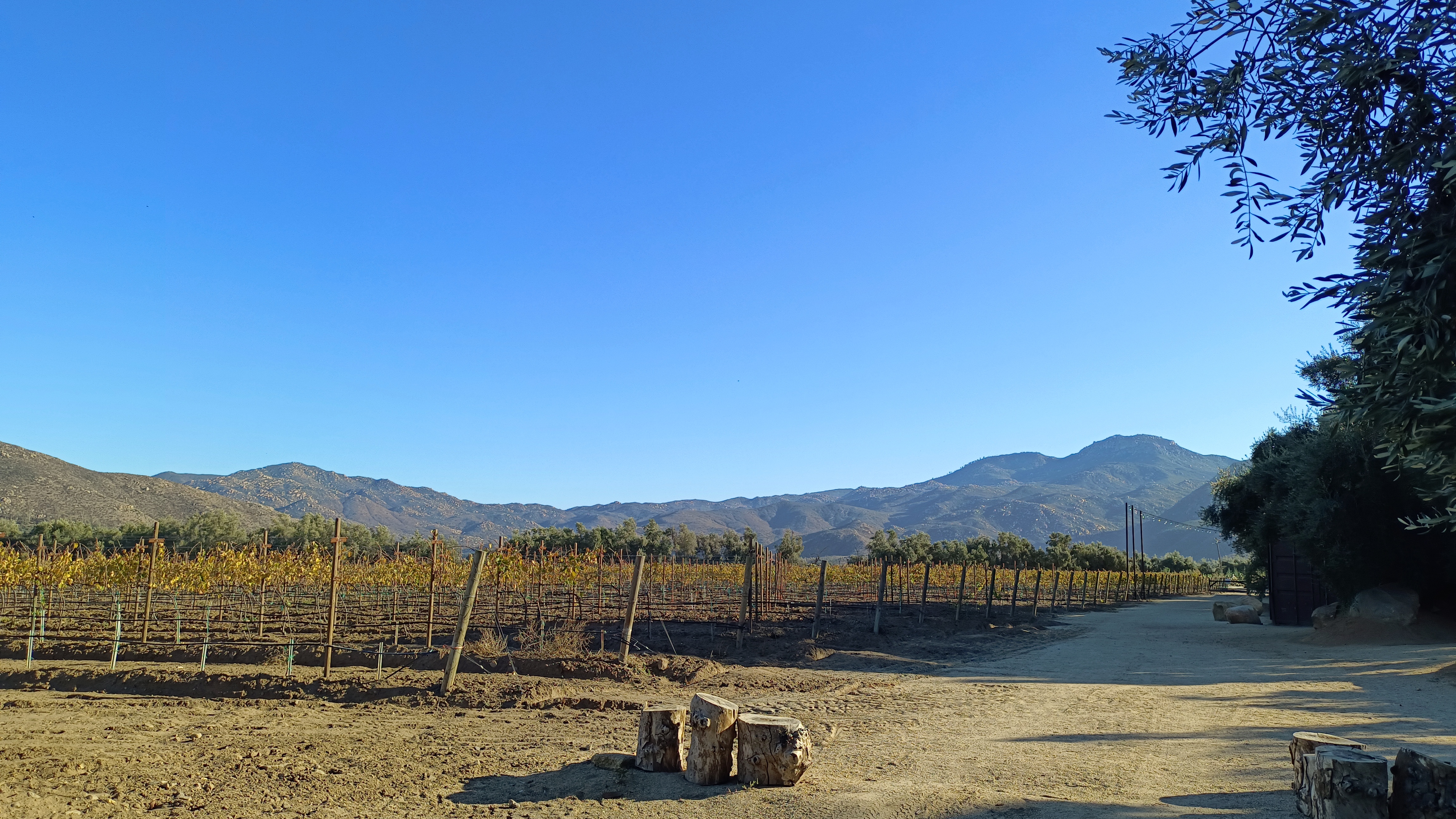 Bruma Wine Garden image 7