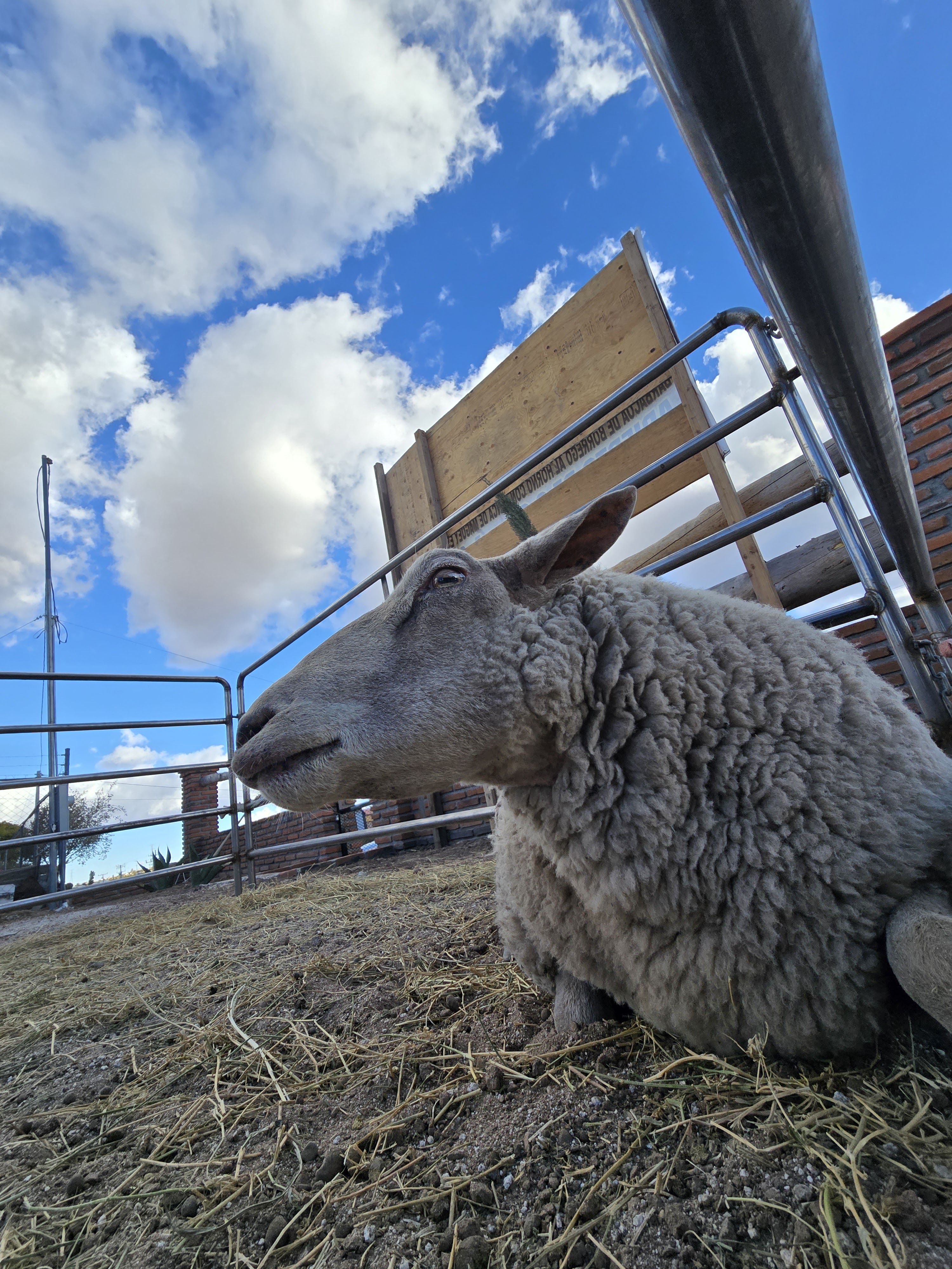 Barbacoa Cimarrón image 5