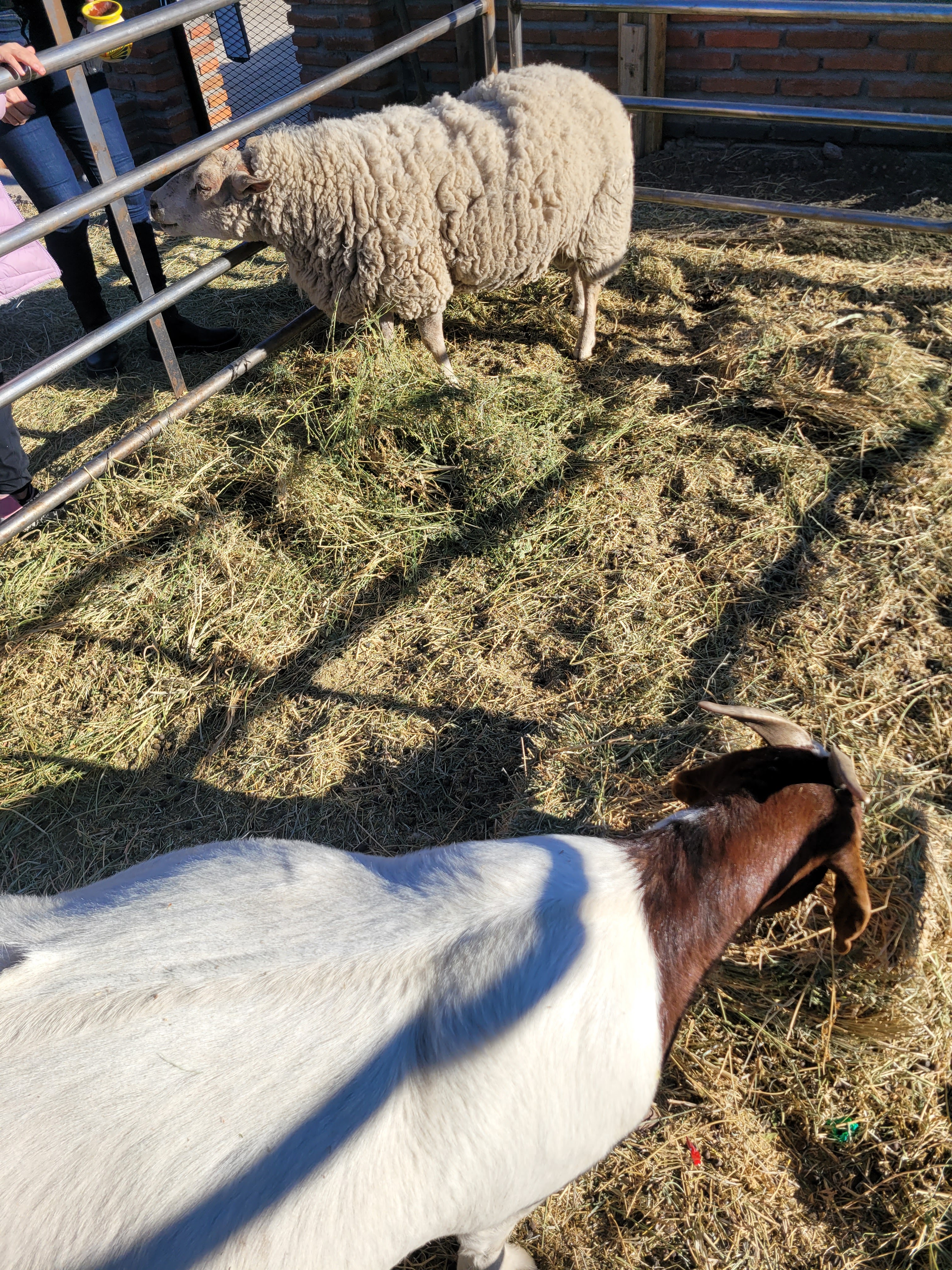 Barbacoa Cimarrón image 8