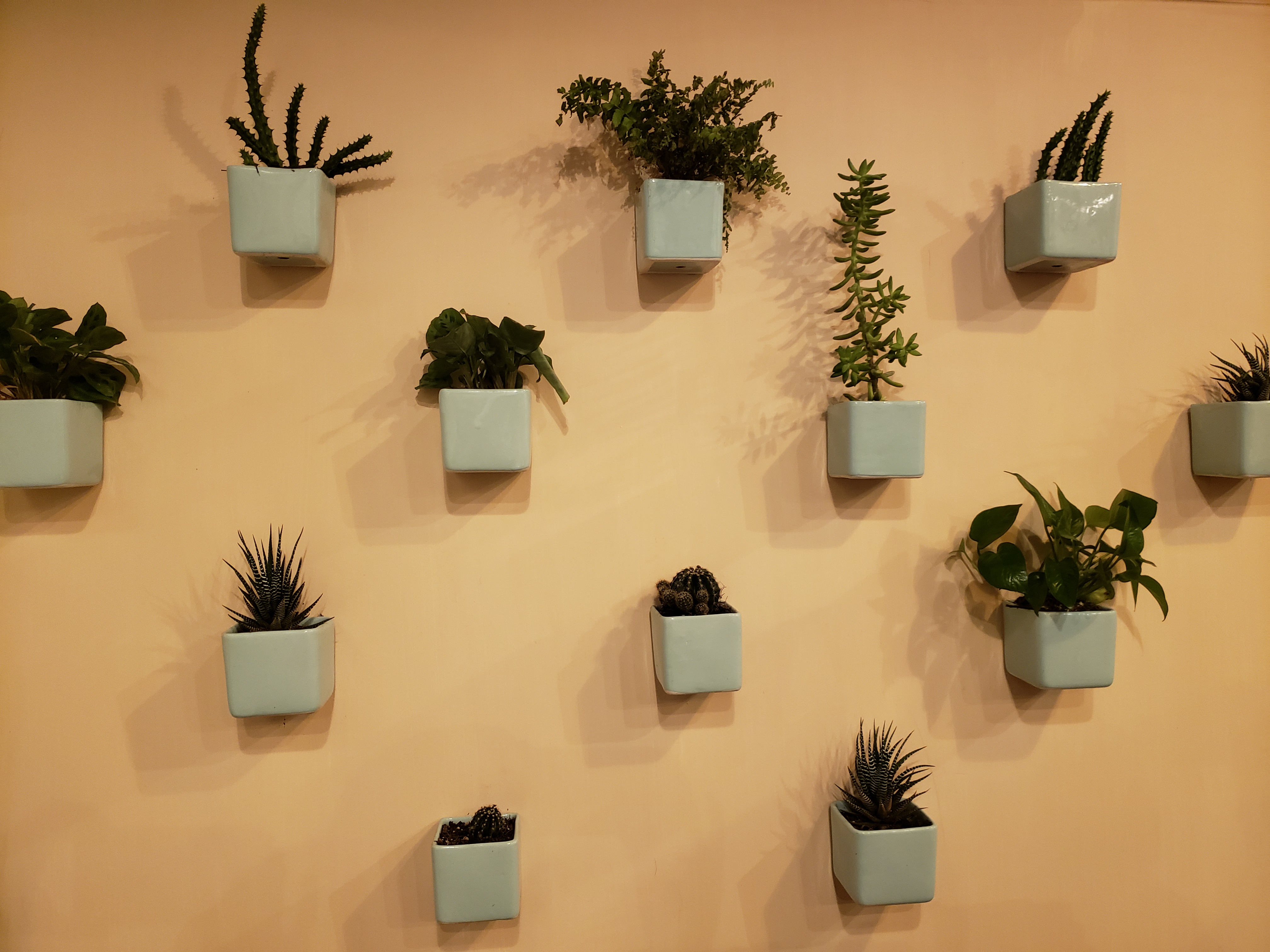 "Los Agaves" image 7