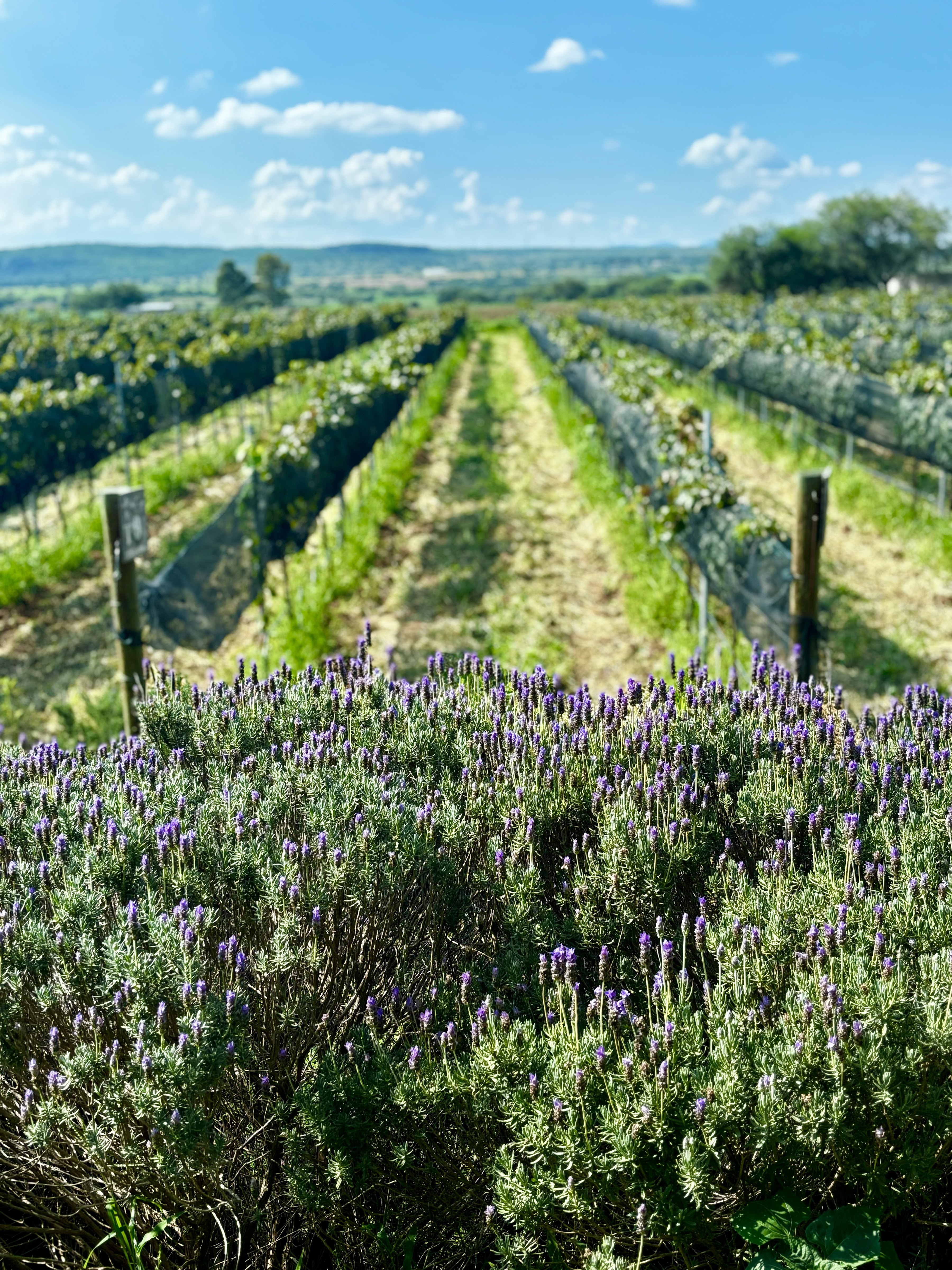 Viñedo La Revuelta - Restaurante Gran Reserva image 5