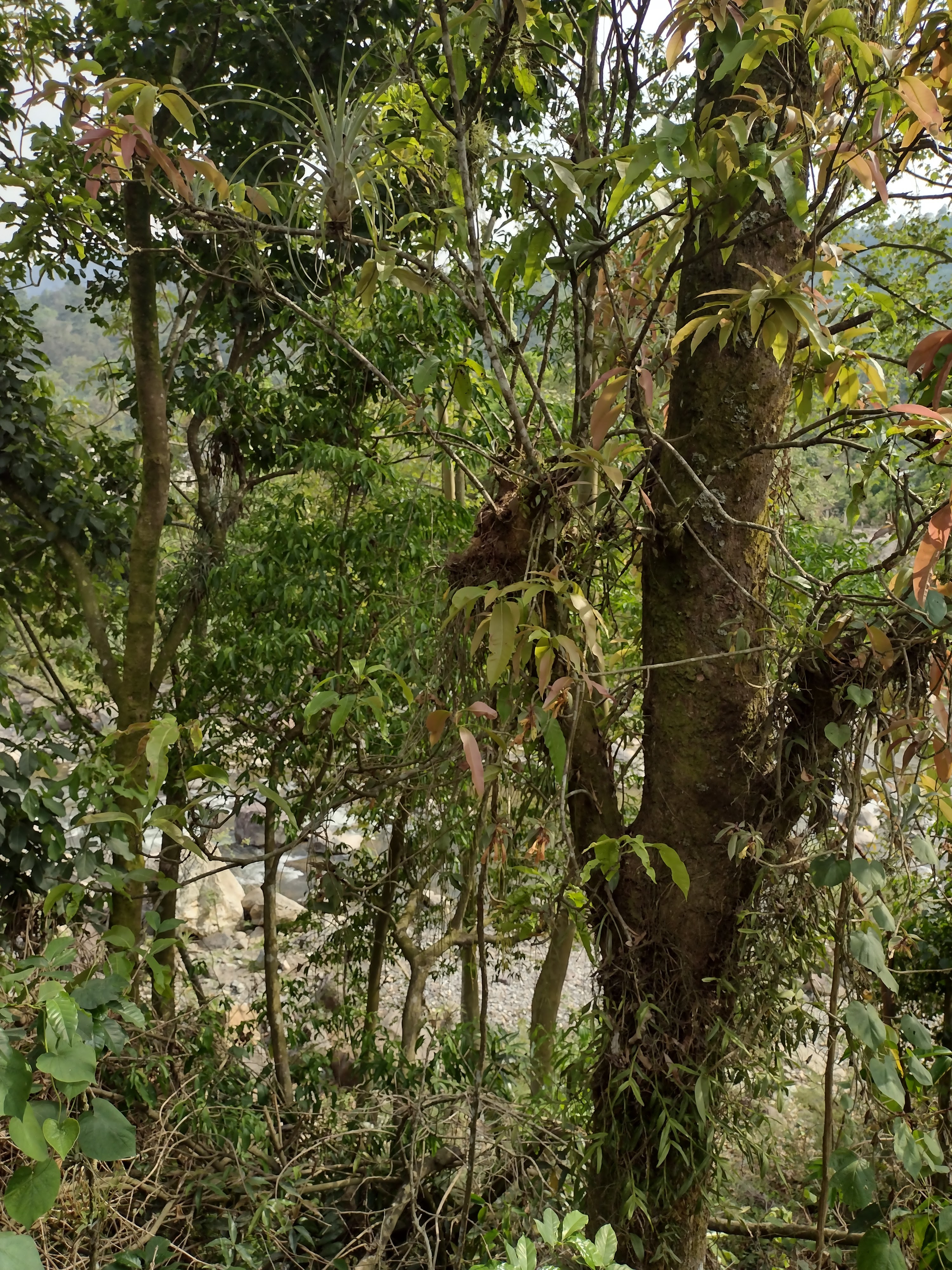 Cocina Económica " La Herradura" image 8