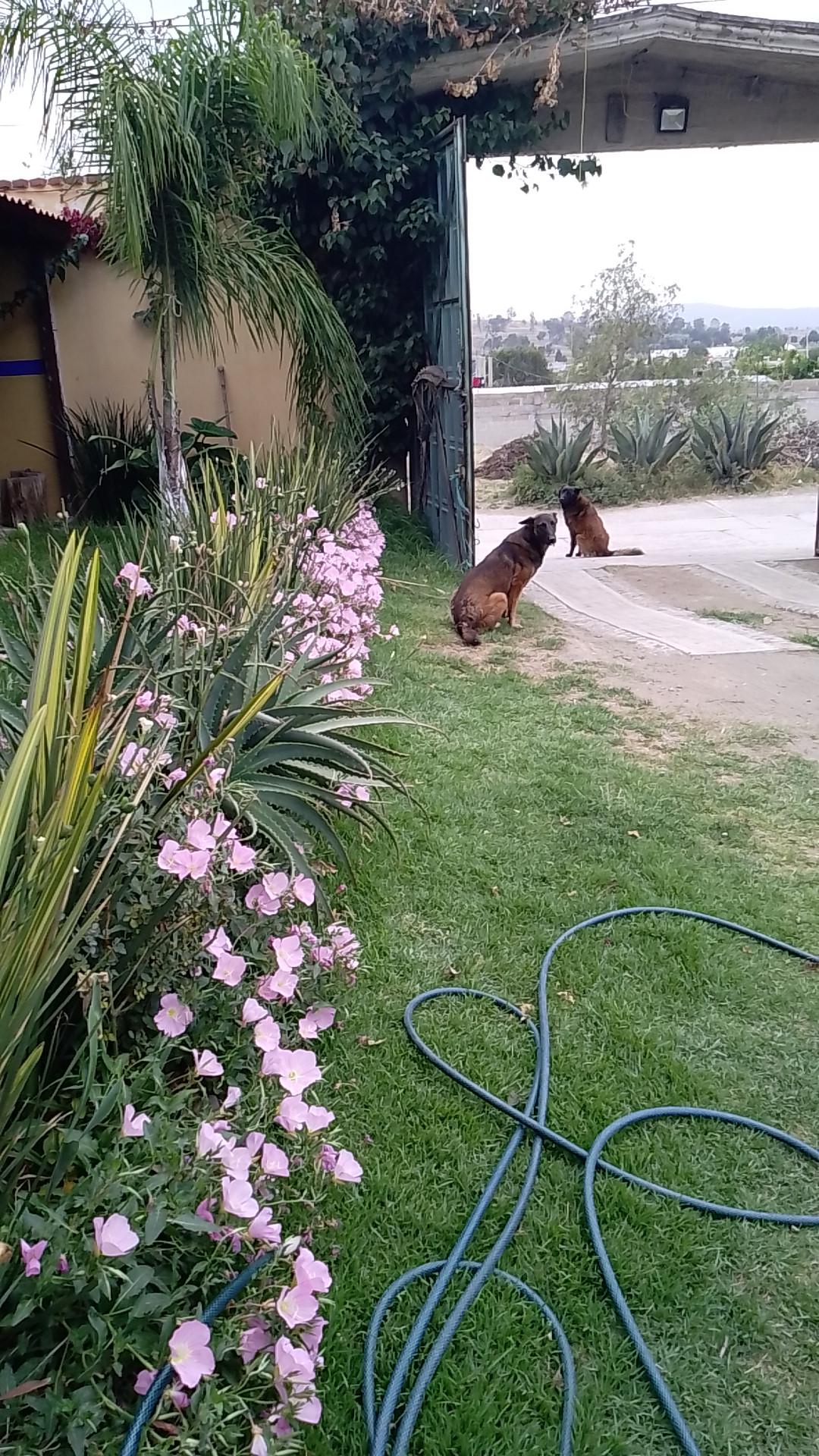 Casa Restaurante carpas lluvia image 10