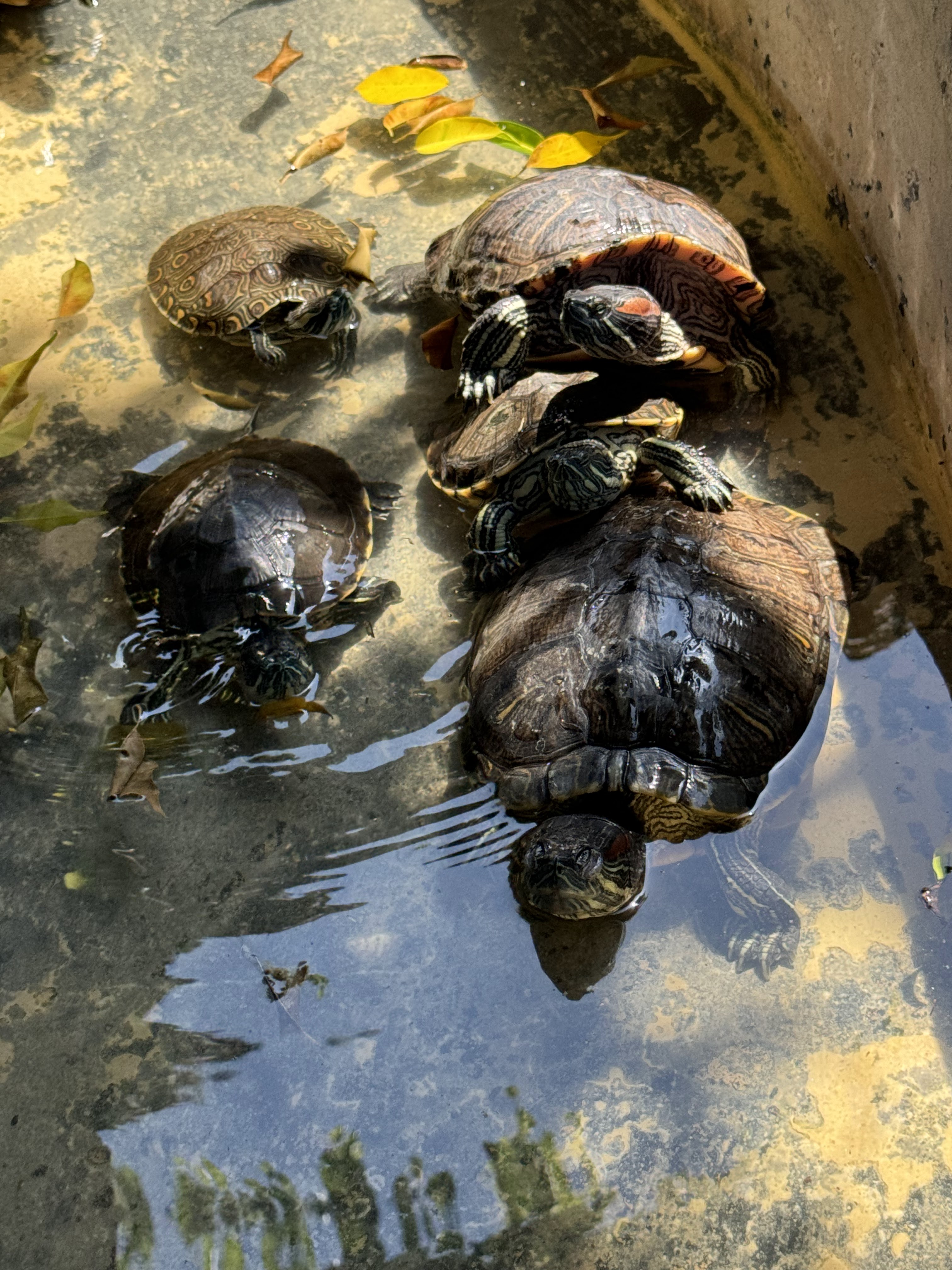 Nakú Restaurante image 8