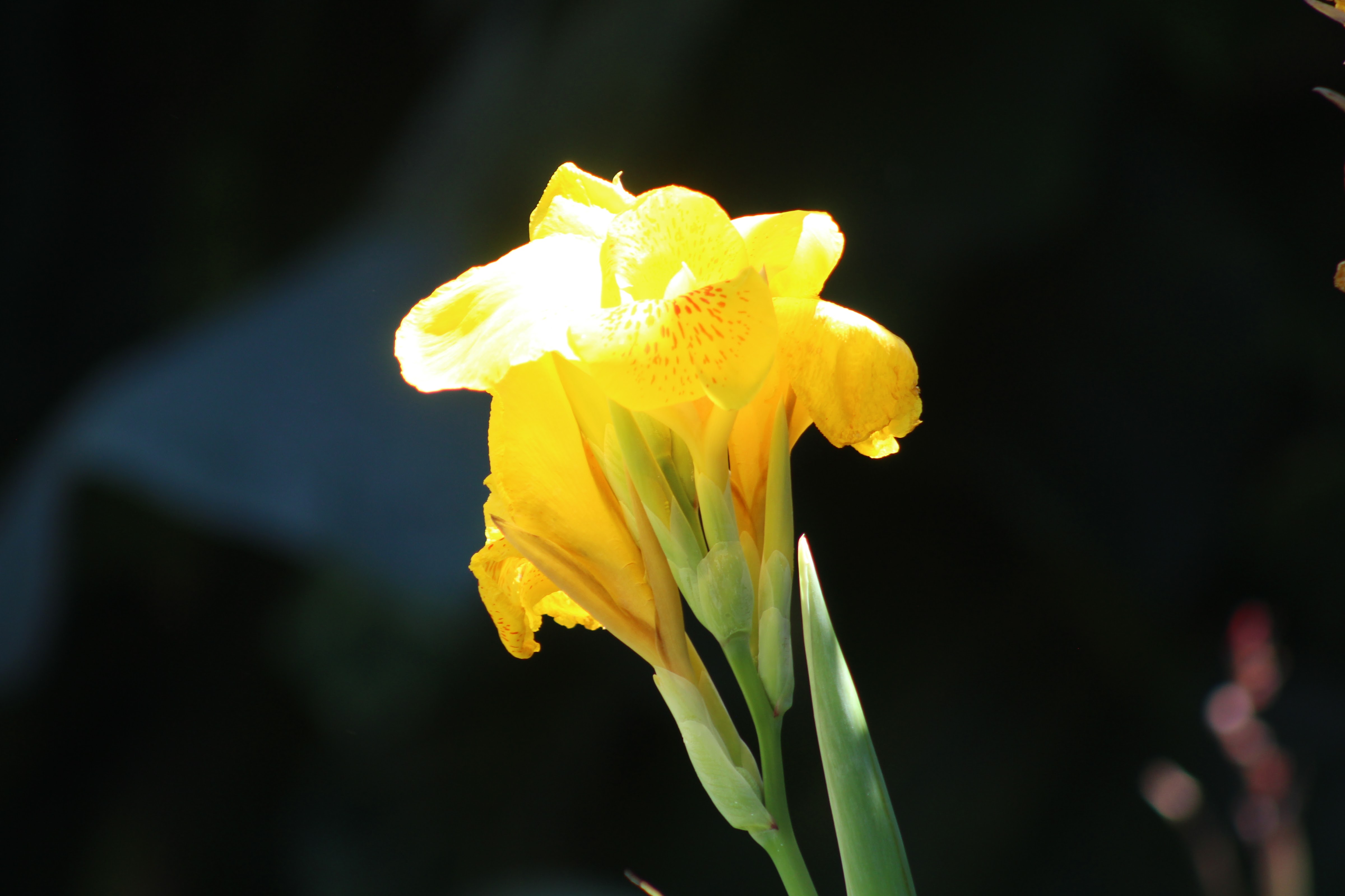 La Palapa De La Tia Mali image 7