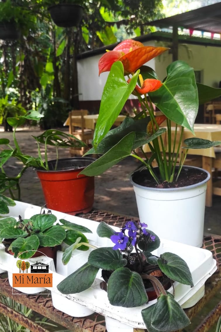 Mi María Restaurante Campestre image 4