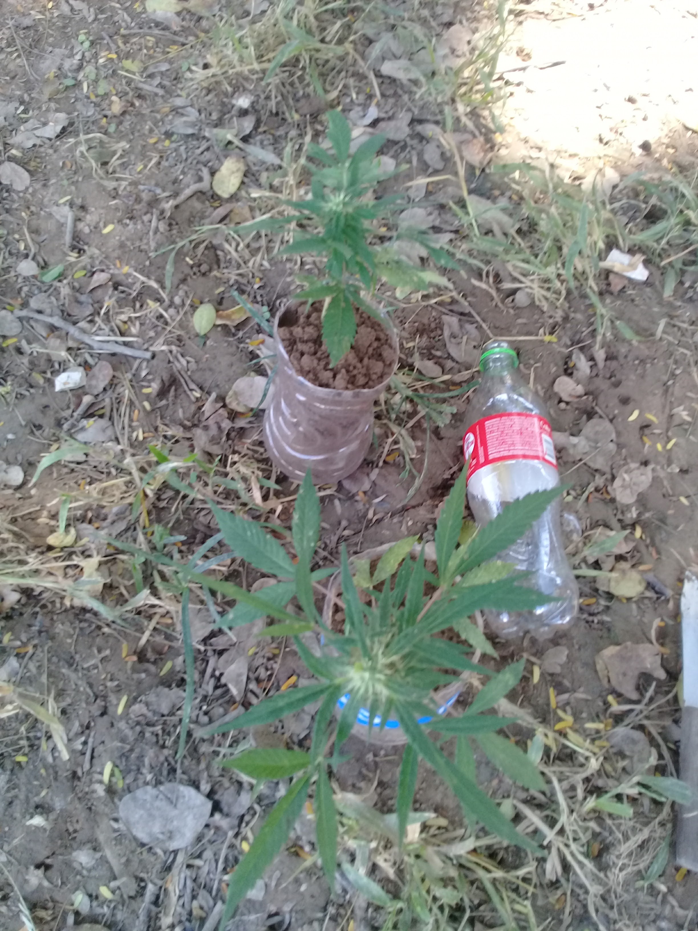 Pozoleria El Patio image 1