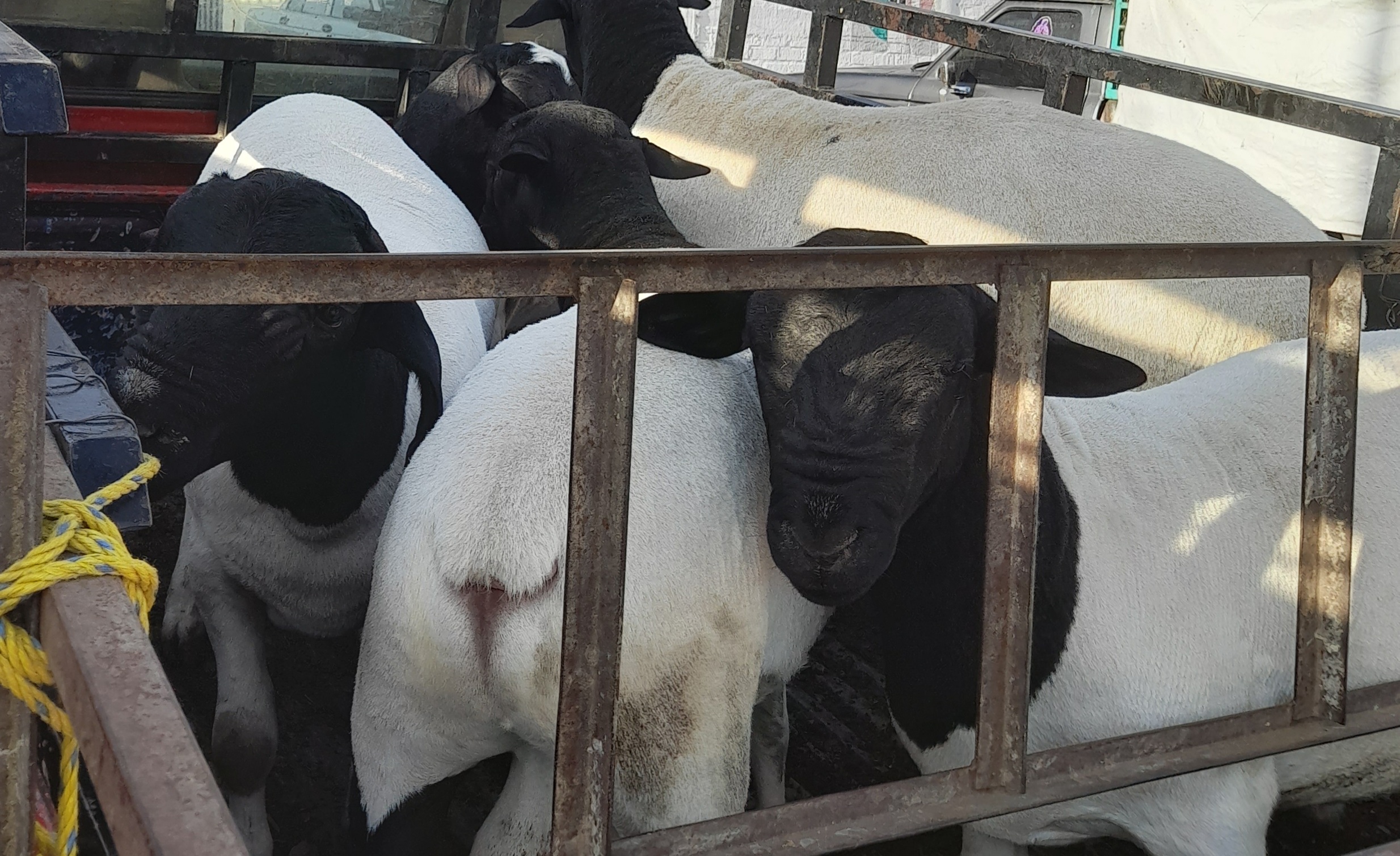 BARBACOA DE BORREGO "LA BARRITA DE KARLITOS" image 2