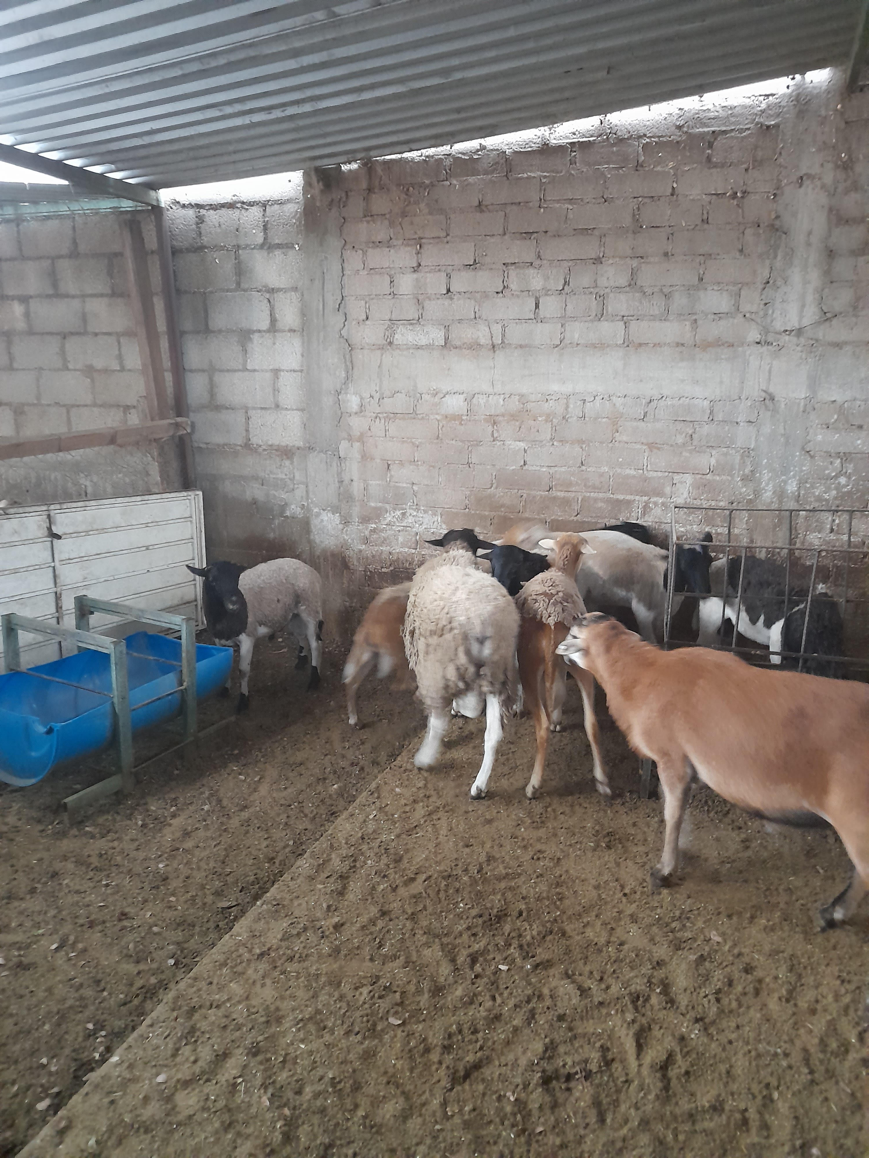 BARBACOA DE BORREGO "LA BARRITA DE KARLITOS" image 3