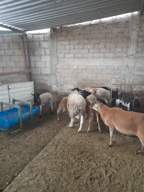 BARBACOA DE BORREGO "LA BARRITA DE KARLITOS" image 3