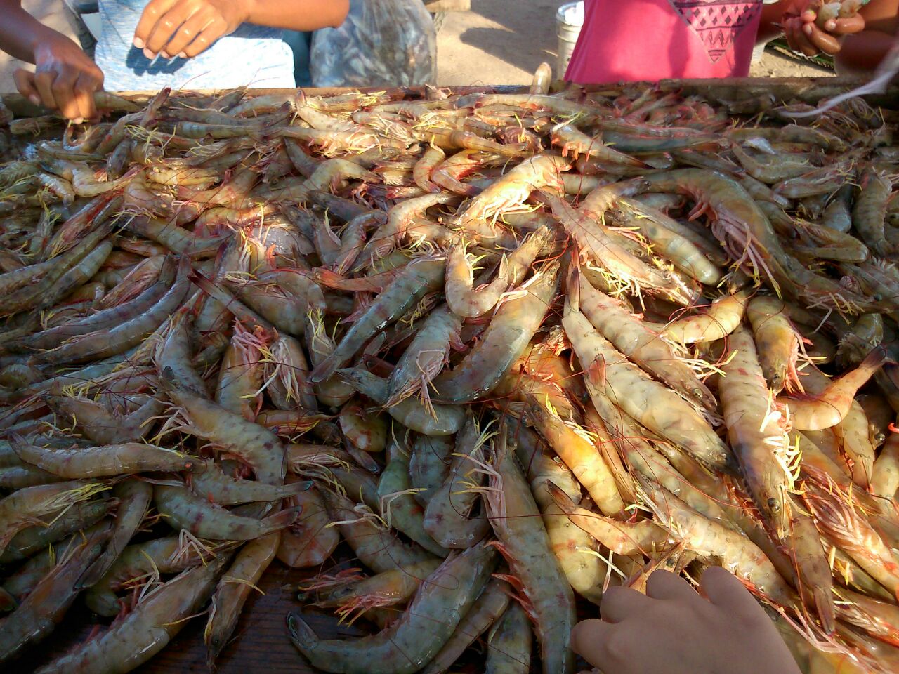 Restaurante pelicano image 10