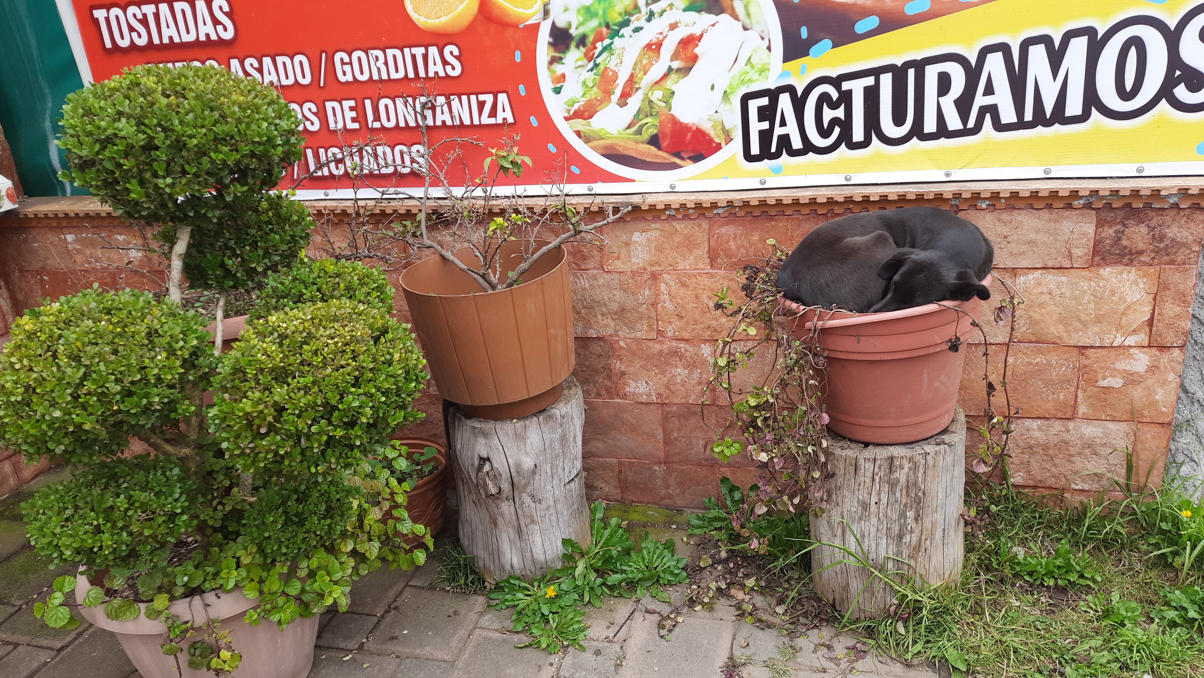 "EL SAZON POBLANO" image 6