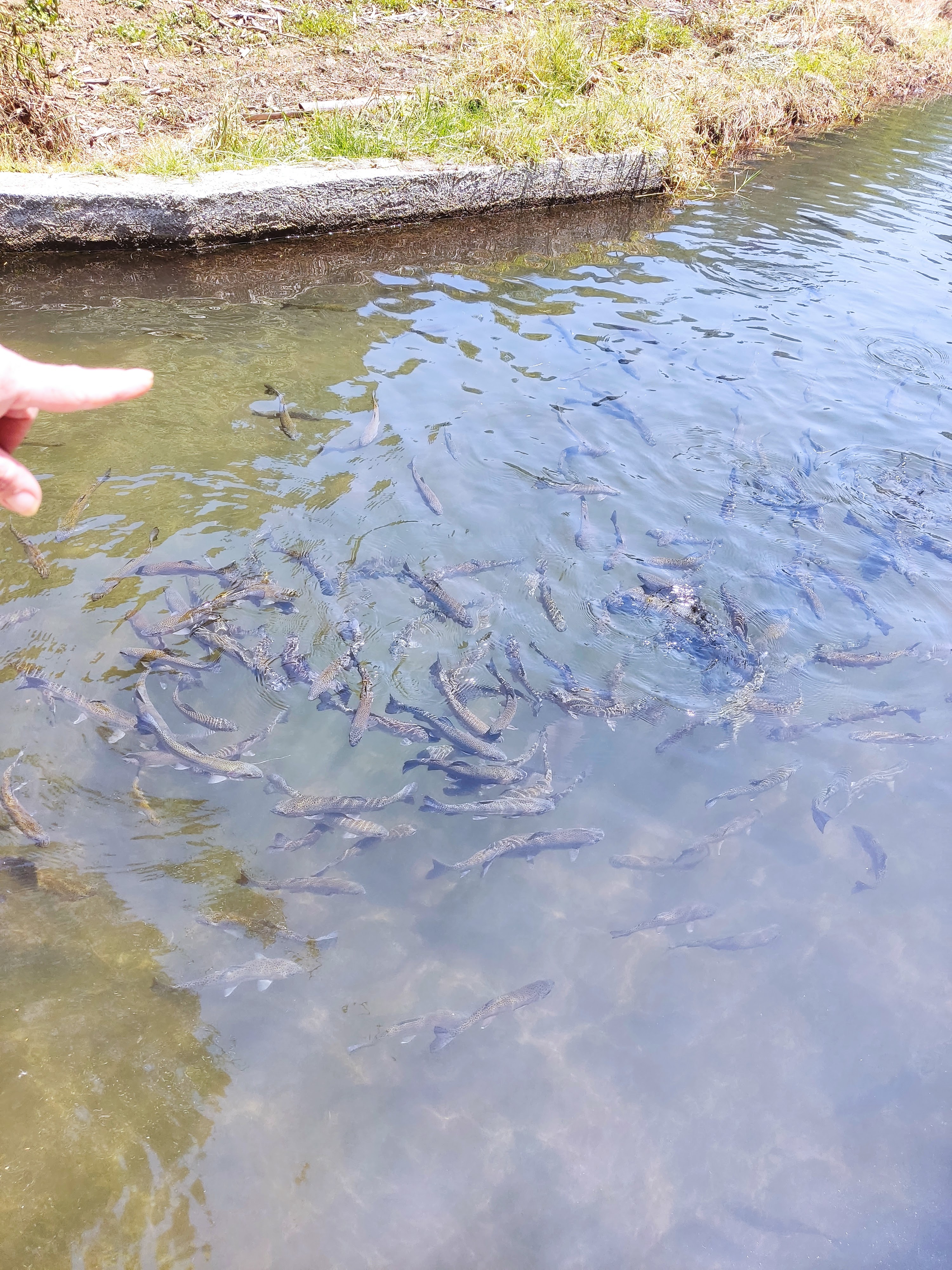 TRUCHAS ATZALAN image 2